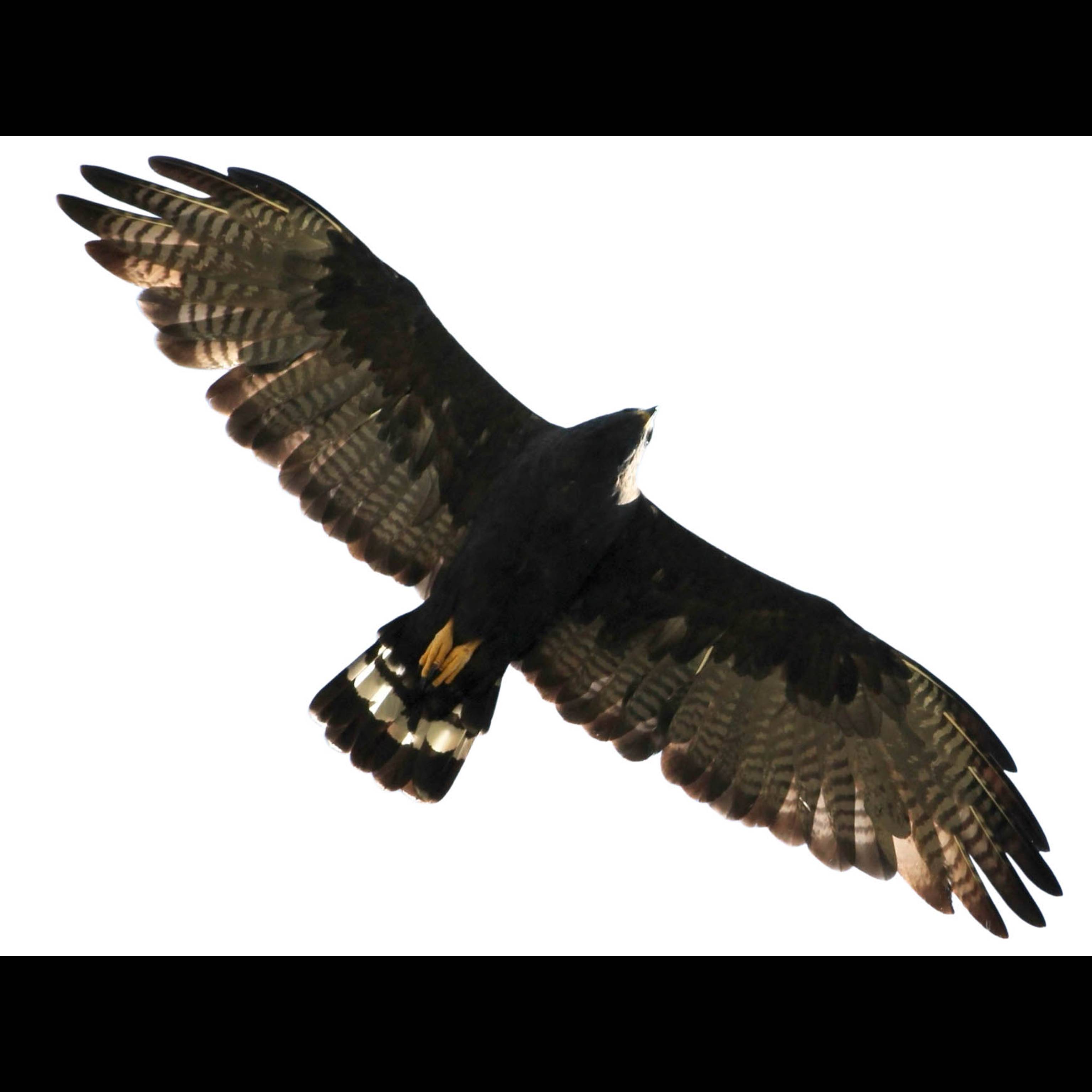 Geide Hawk Zone-tailed Hawk (Buteo albonotatus) identification - Birda