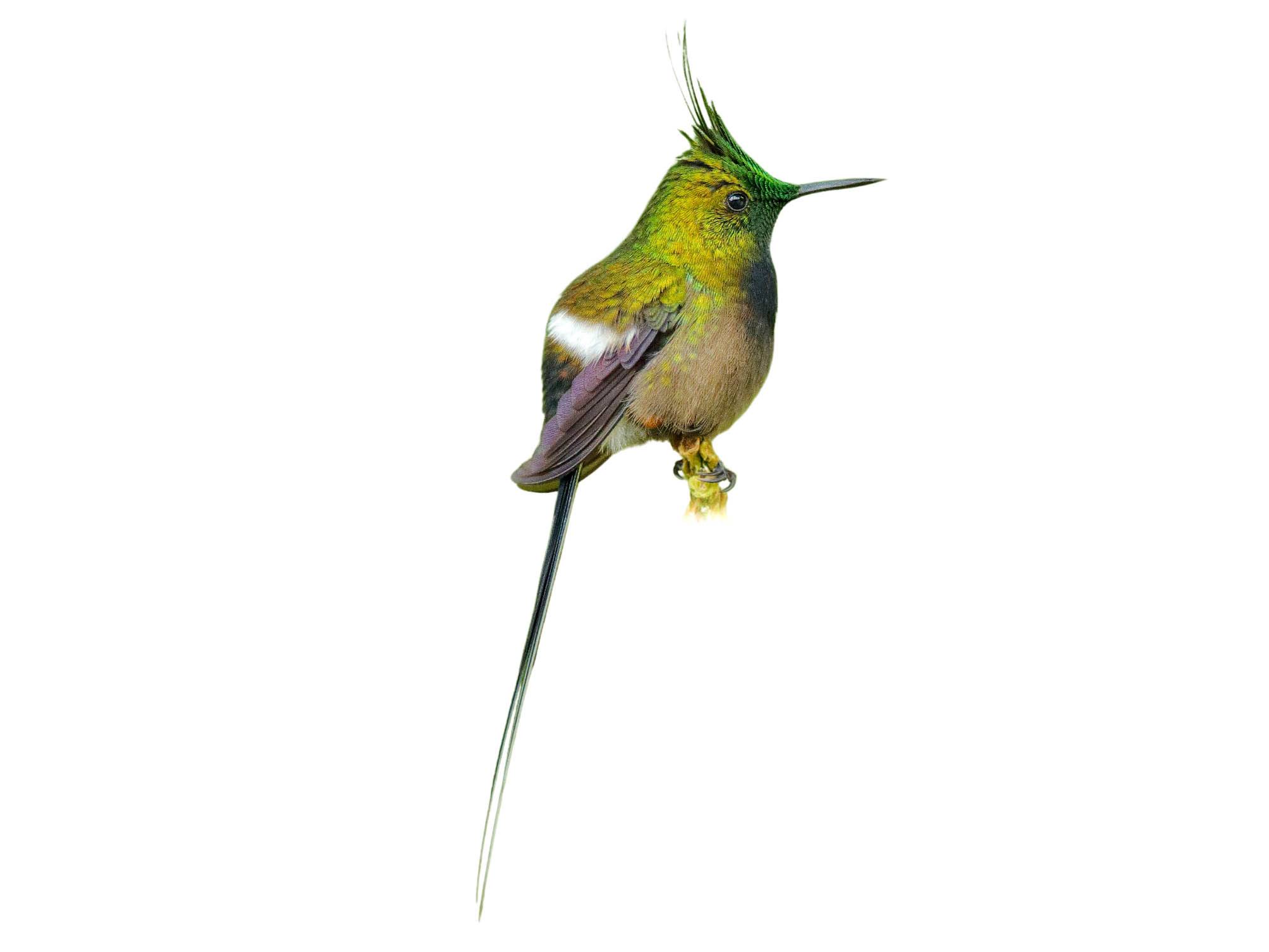 A photo of a Wire-crested Thorntail (Discosura popelairii), male