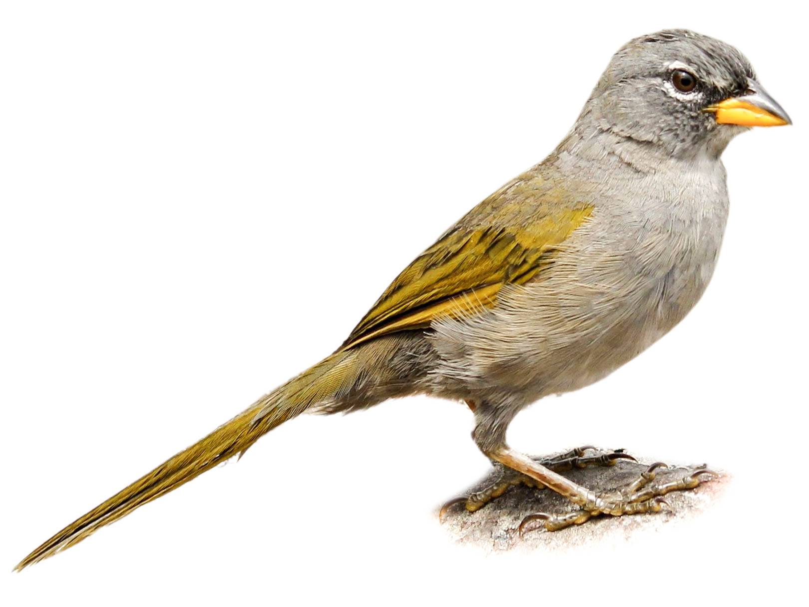 A photo of a Serra Finch (Embernagra longicauda)