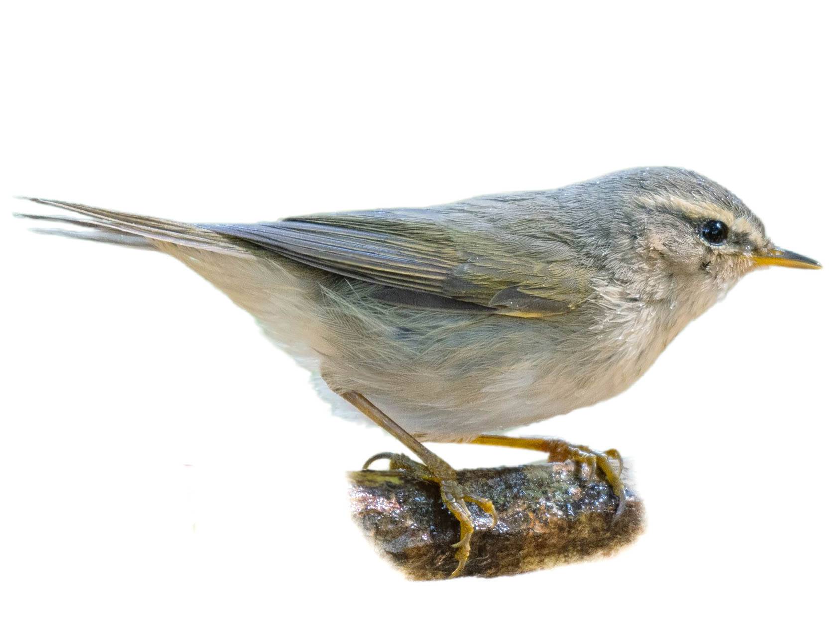 A photo of a Dusky Warbler (Phylloscopus fuscatus)