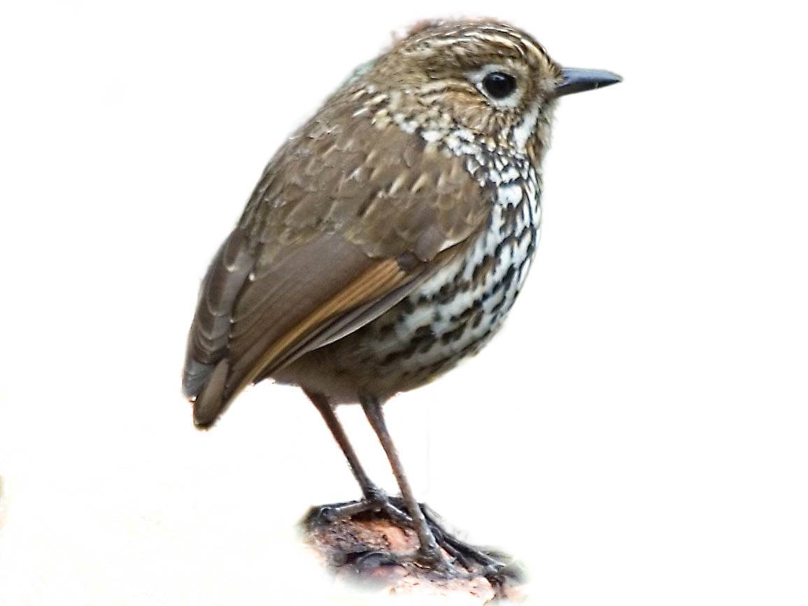 A photo of a Stripe-headed Antpitta (Grallaria andicolus)