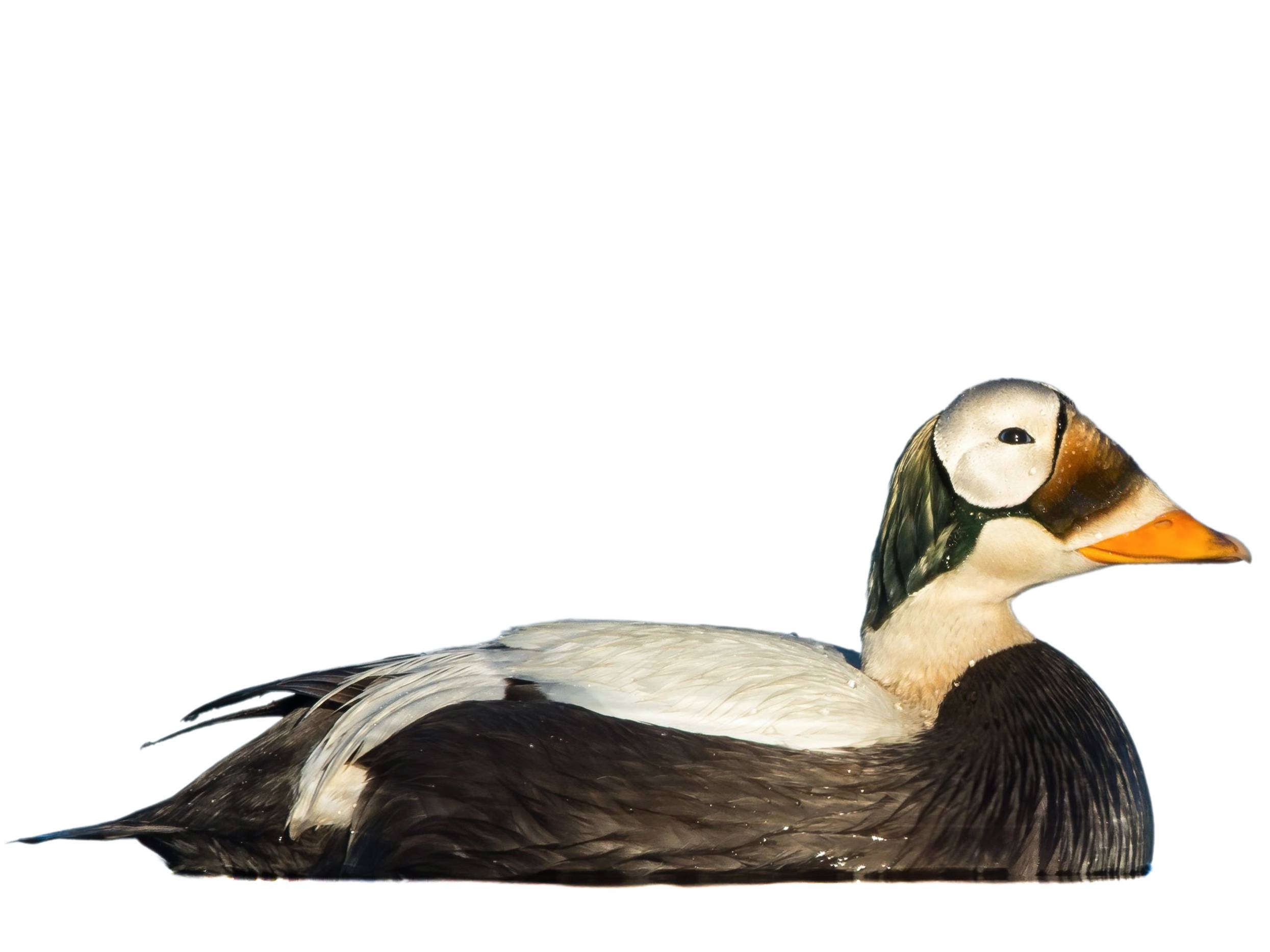 A photo of a Spectacled Eider (Somateria fischeri), male