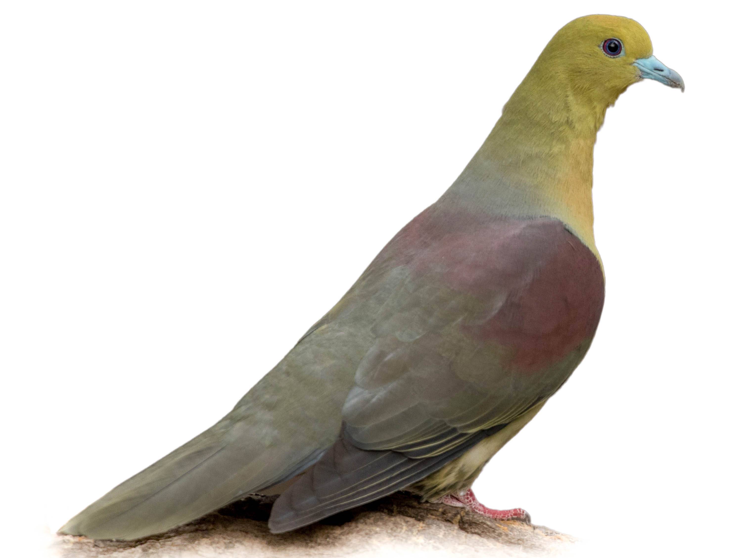 A photo of a Wedge-tailed Green Pigeon (Treron sphenurus)