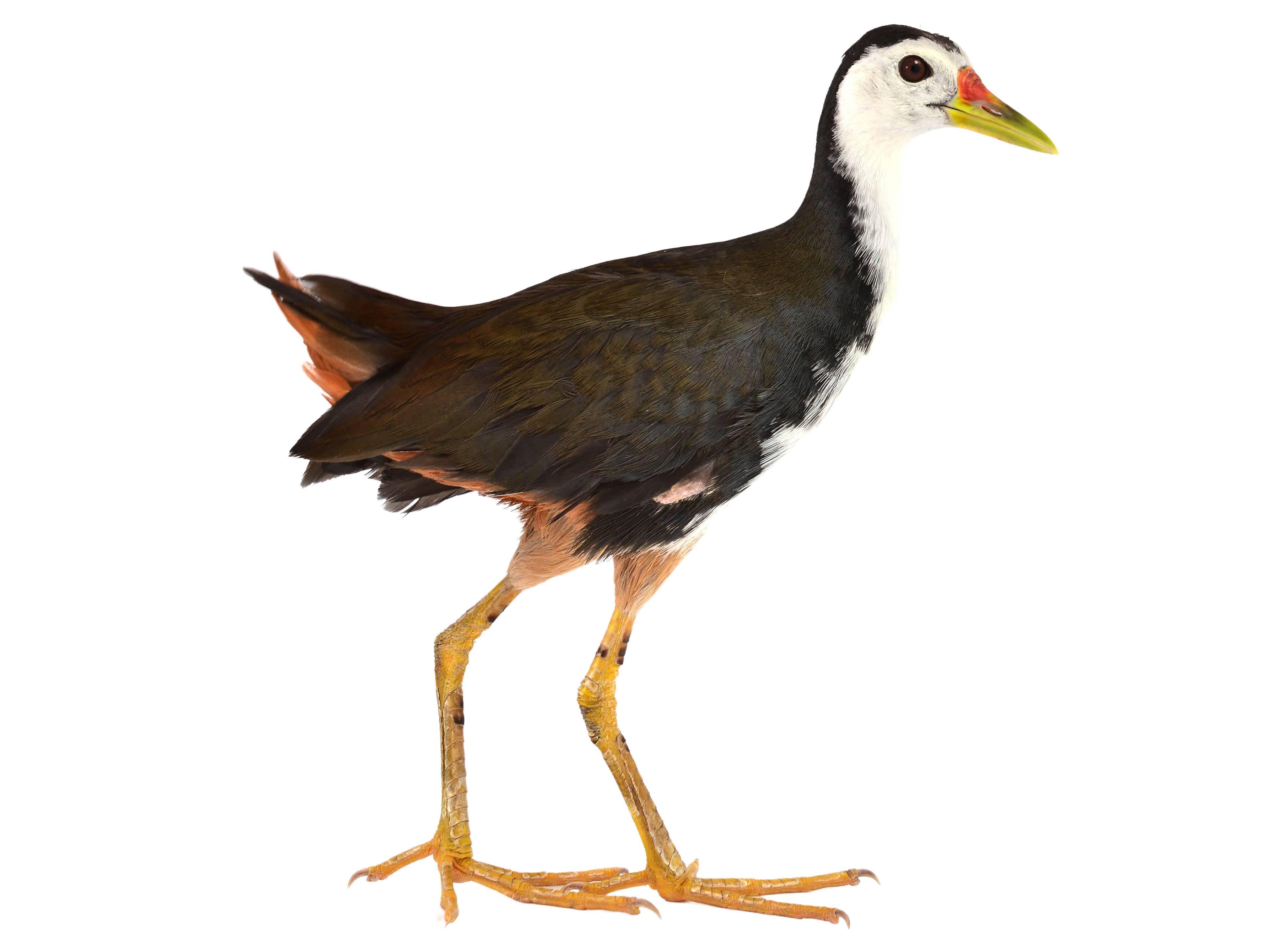 A photo of a White-breasted Waterhen (Amaurornis phoenicurus)