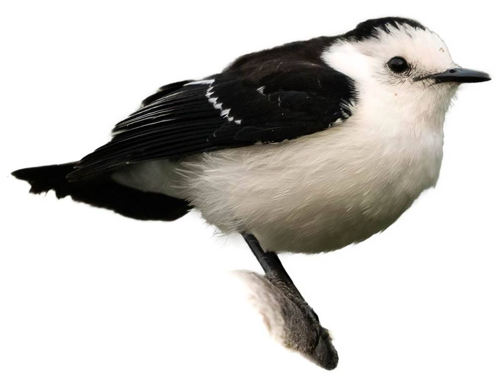 A photo of a Black-backed Water Tyrant (Fluvicola albiventer)