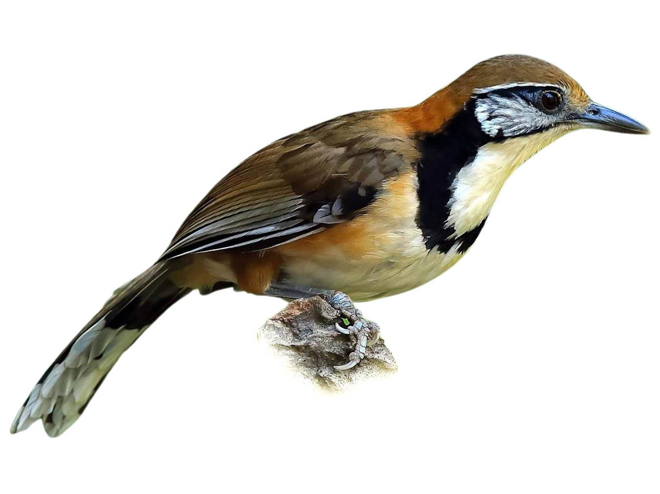 A photo of a Greater Necklaced Laughingthrush (Pterorhinus pectoralis)