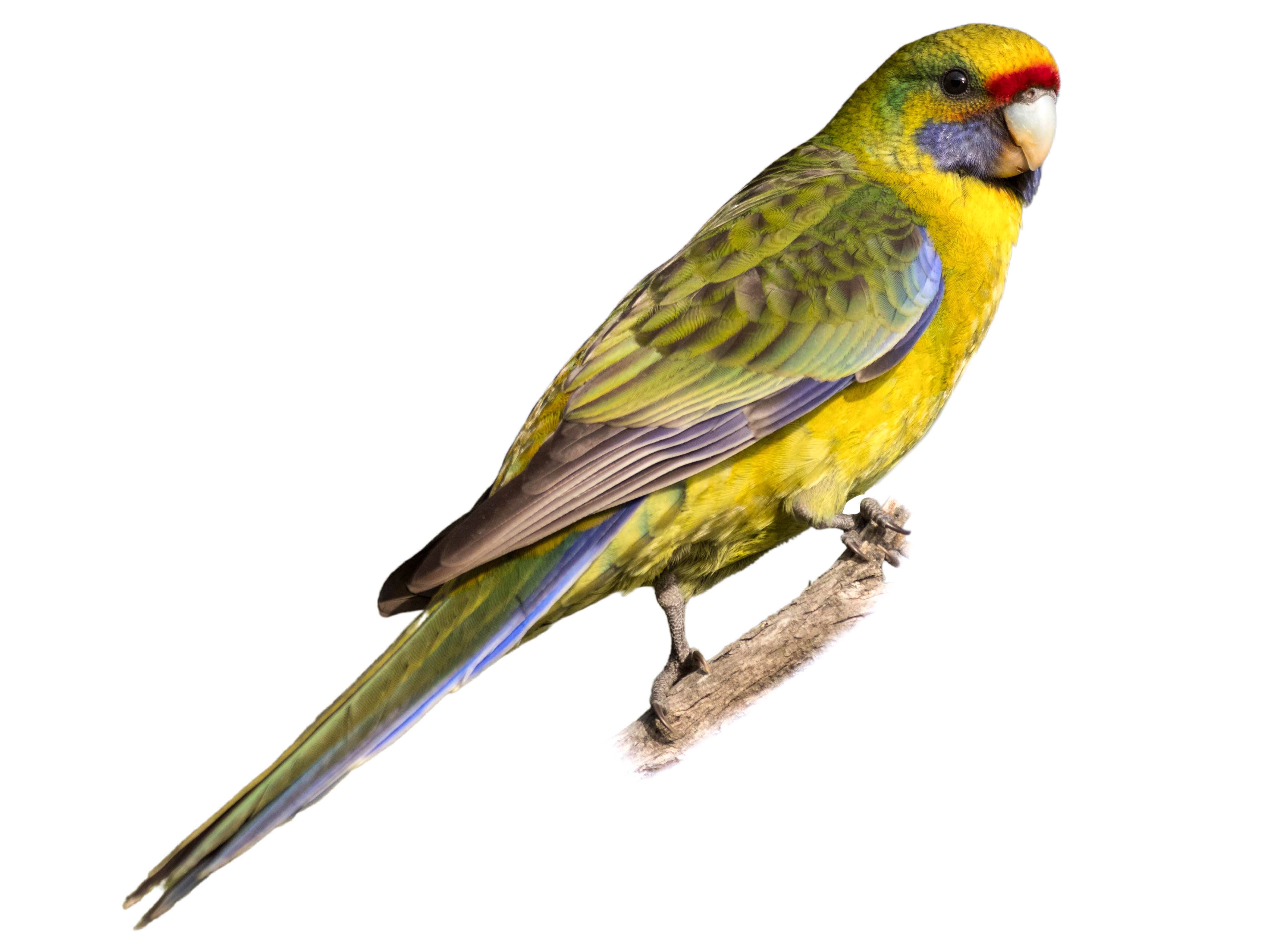 A photo of a Green Rosella (Platycercus caledonicus)