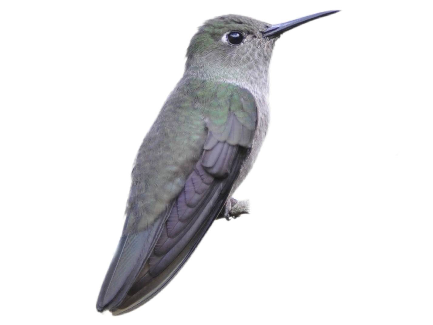 A photo of a Olive-spotted Hummingbird (Talaphorus chlorocercus)