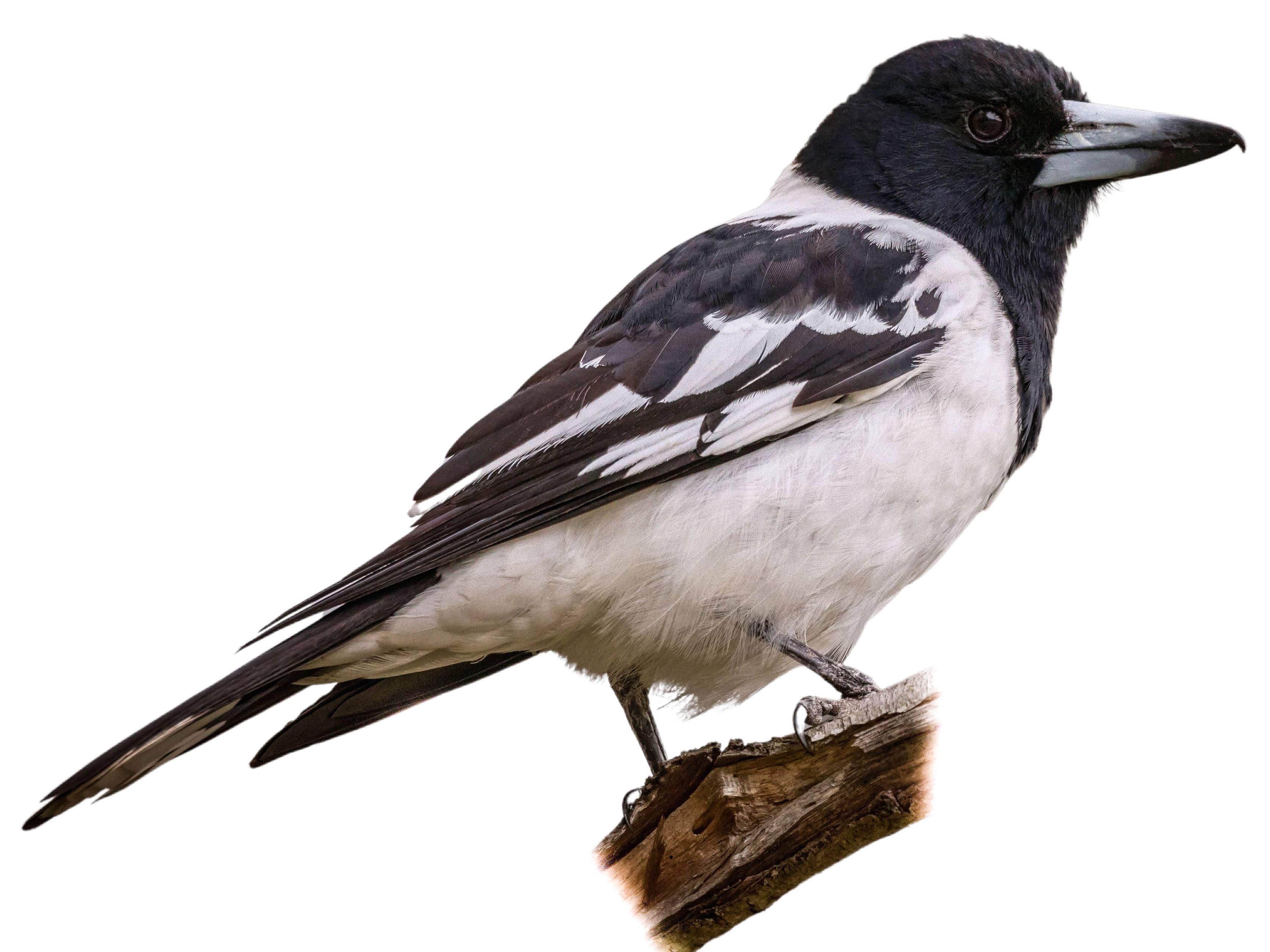 A photo of a Pied Butcherbird (Cracticus nigrogularis)