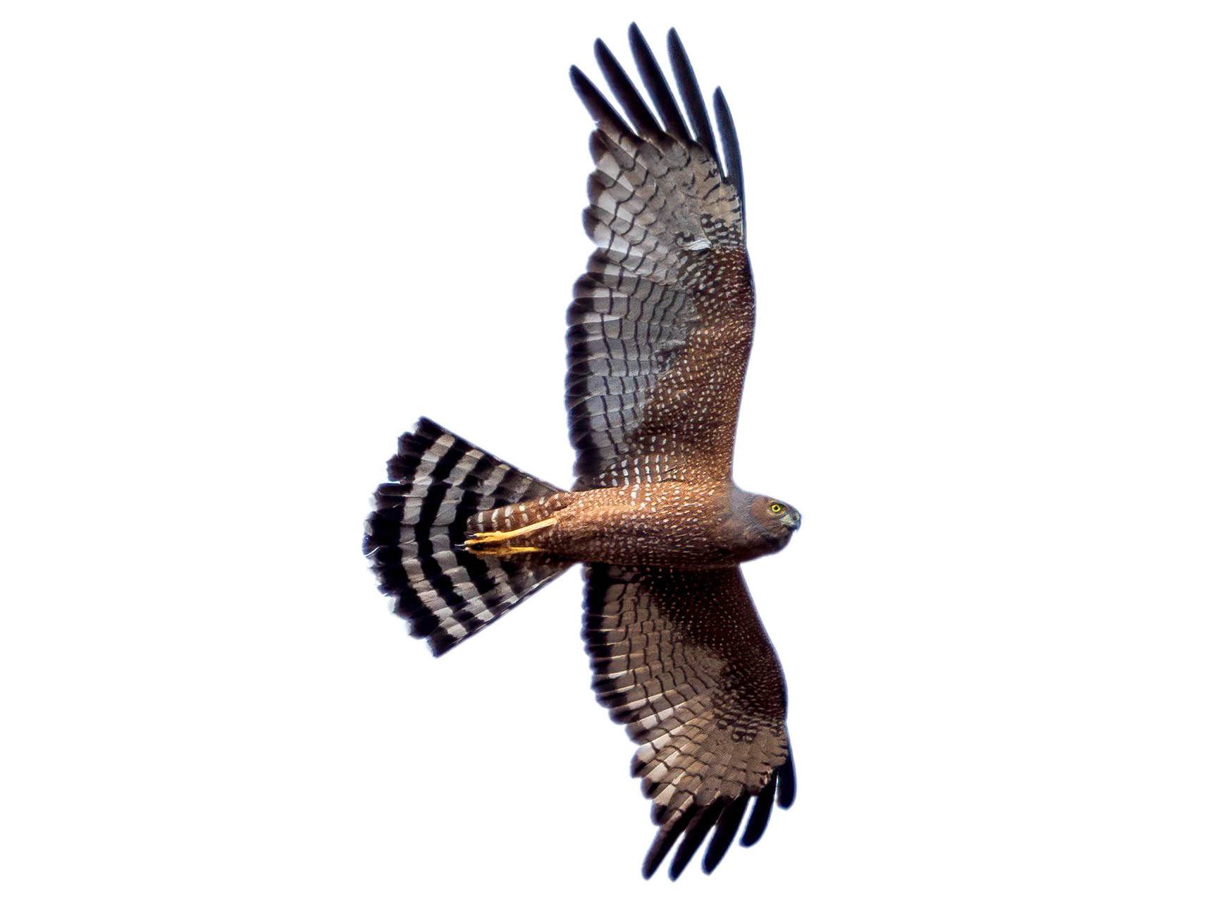 A photo of a Spotted Harrier (Circus assimilis)