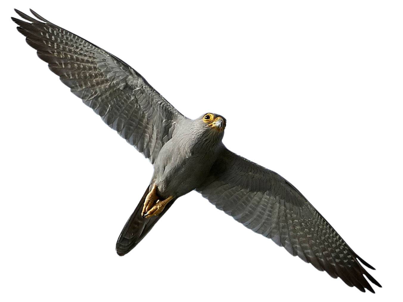 A photo of a Grey Kestrel (Falco ardosiaceus)