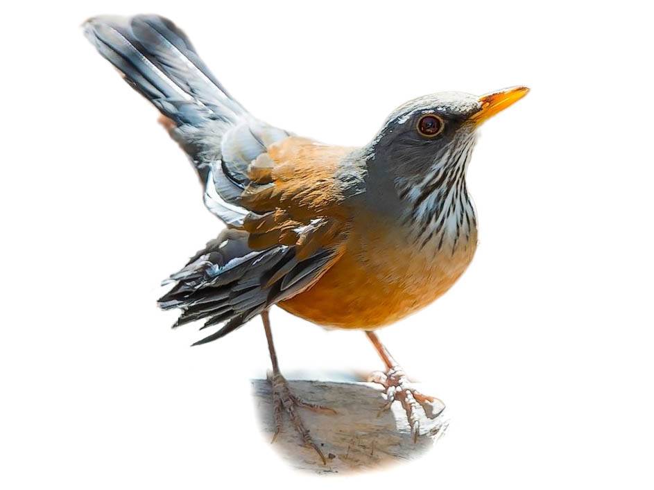 A photo of a Rufous-backed Thrush (Turdus rufopalliatus)