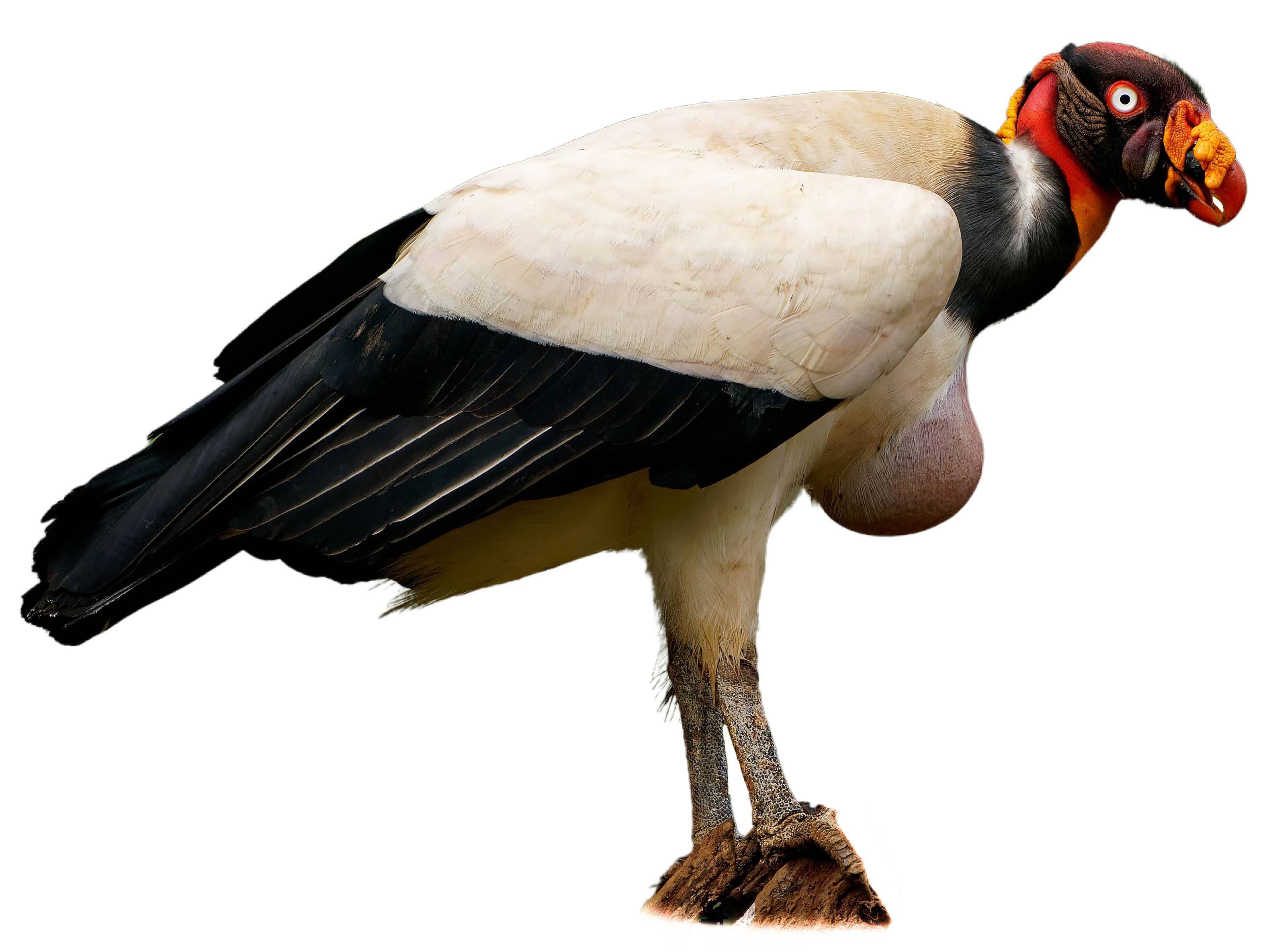 A photo of a King Vulture (Sarcoramphus papa)