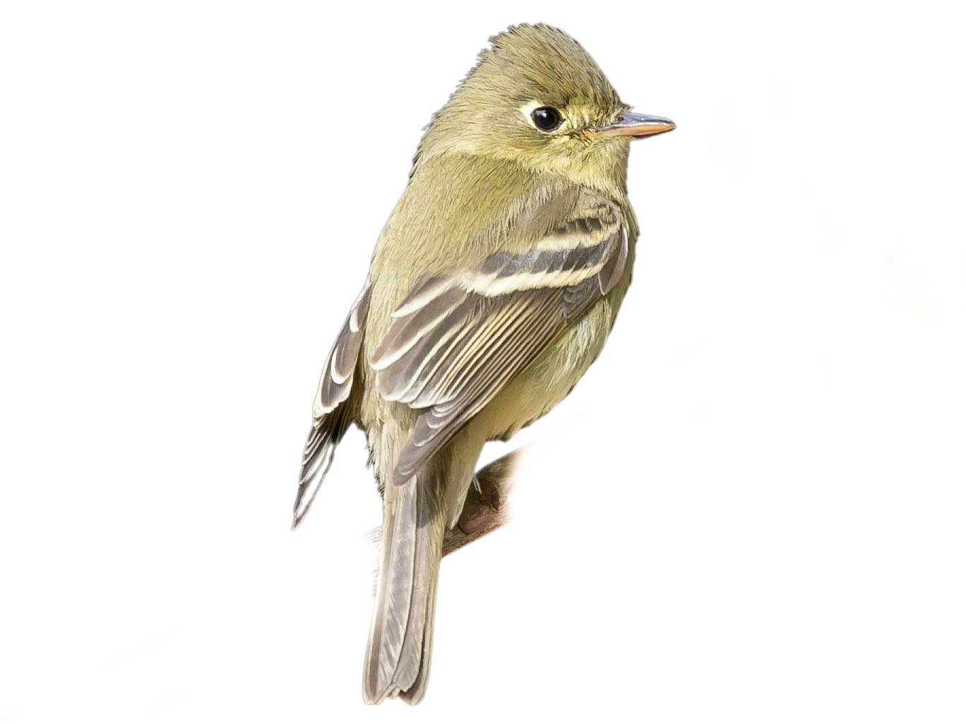 A photo of a Pacific-slope Flycatcher (Empidonax difficilis)