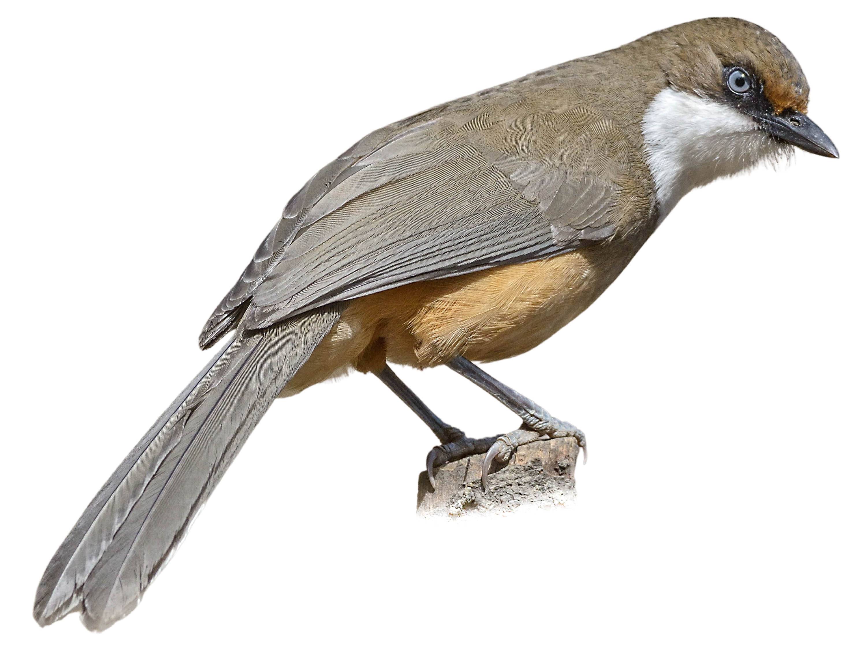 A photo of a White-throated Laughingthrush (Pterorhinus albogularis)