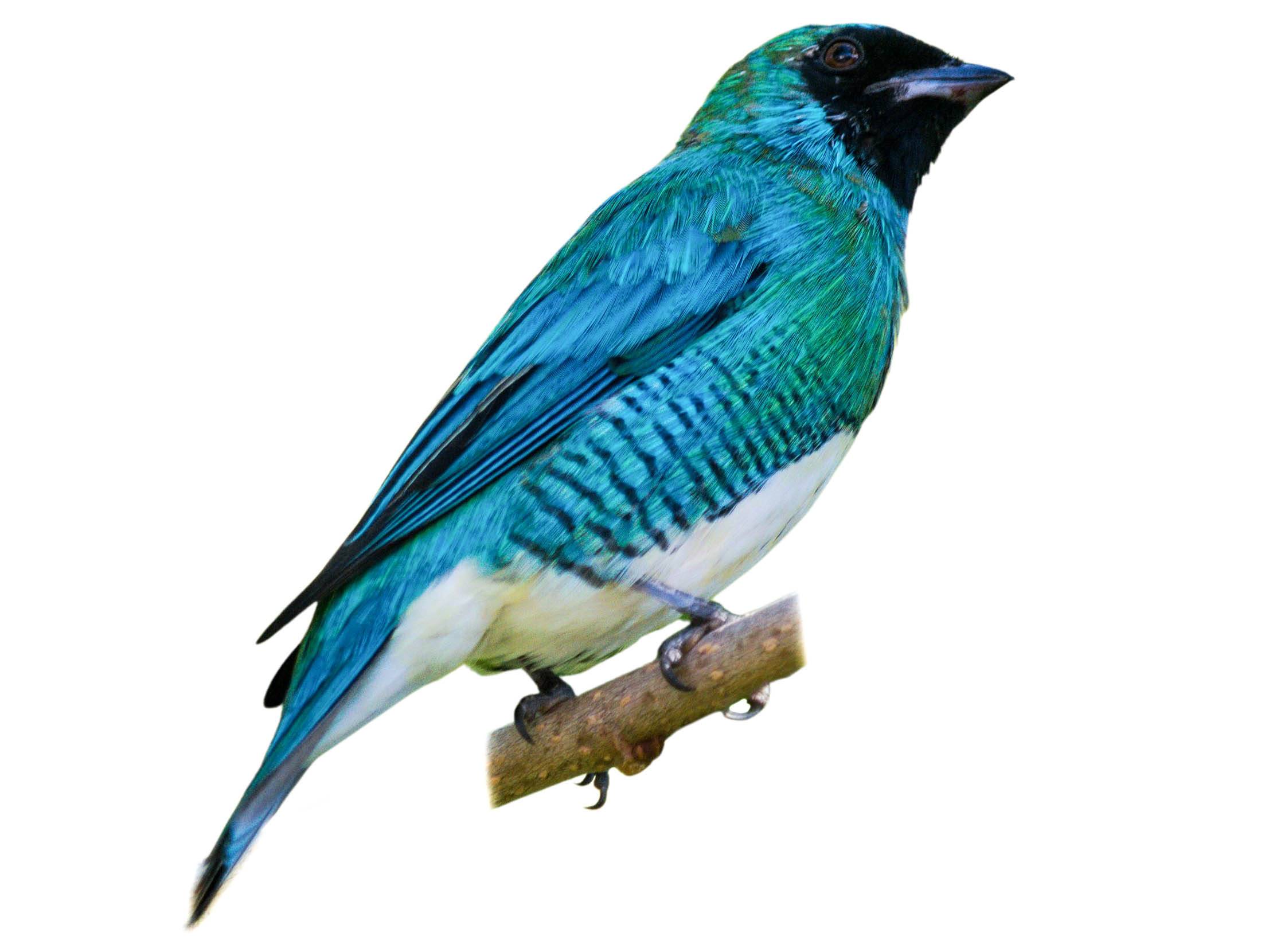 A photo of a Swallow Tanager (Tersina viridis), male
