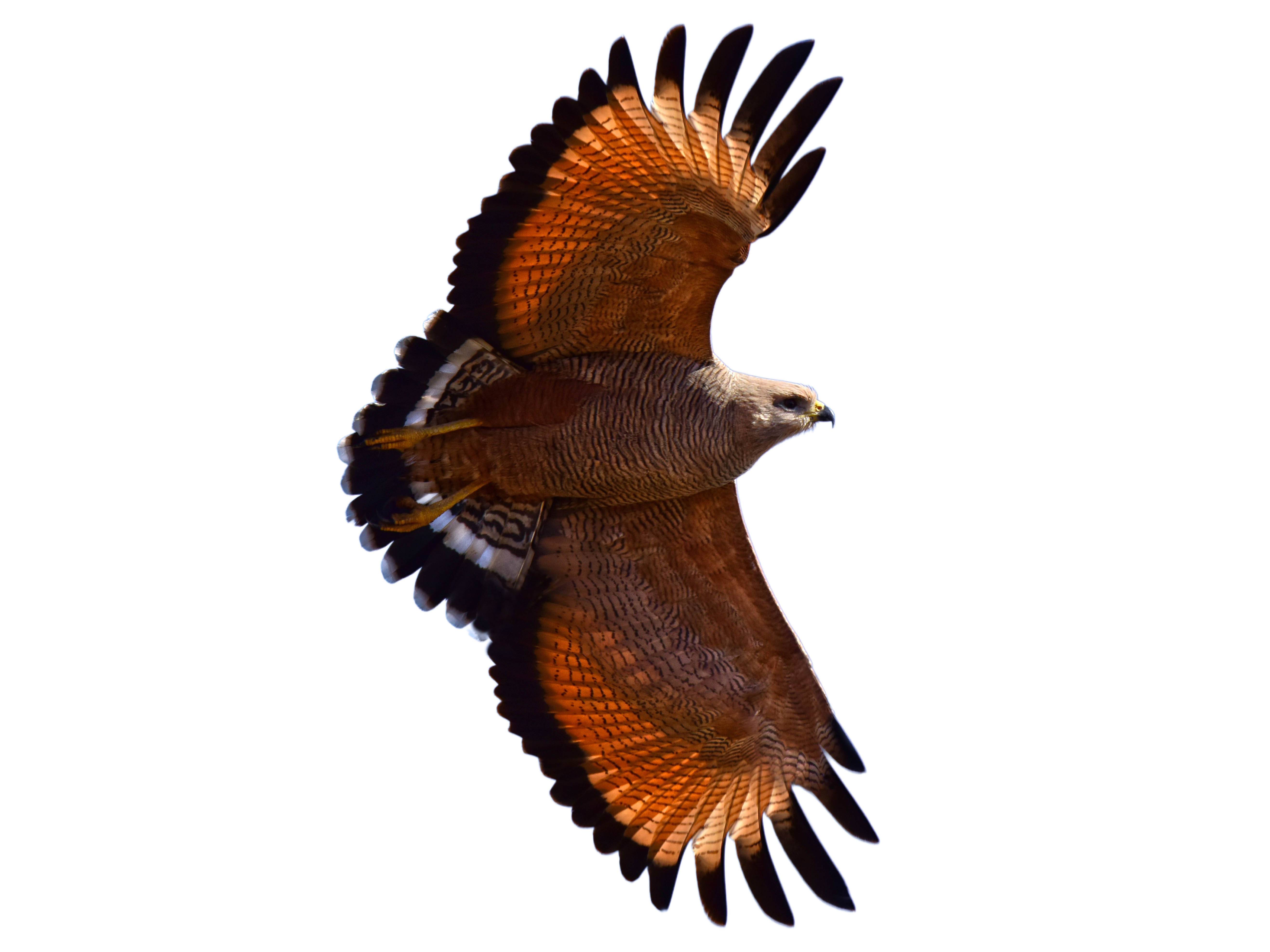 A photo of a Savanna Hawk (Buteogallus meridionalis)