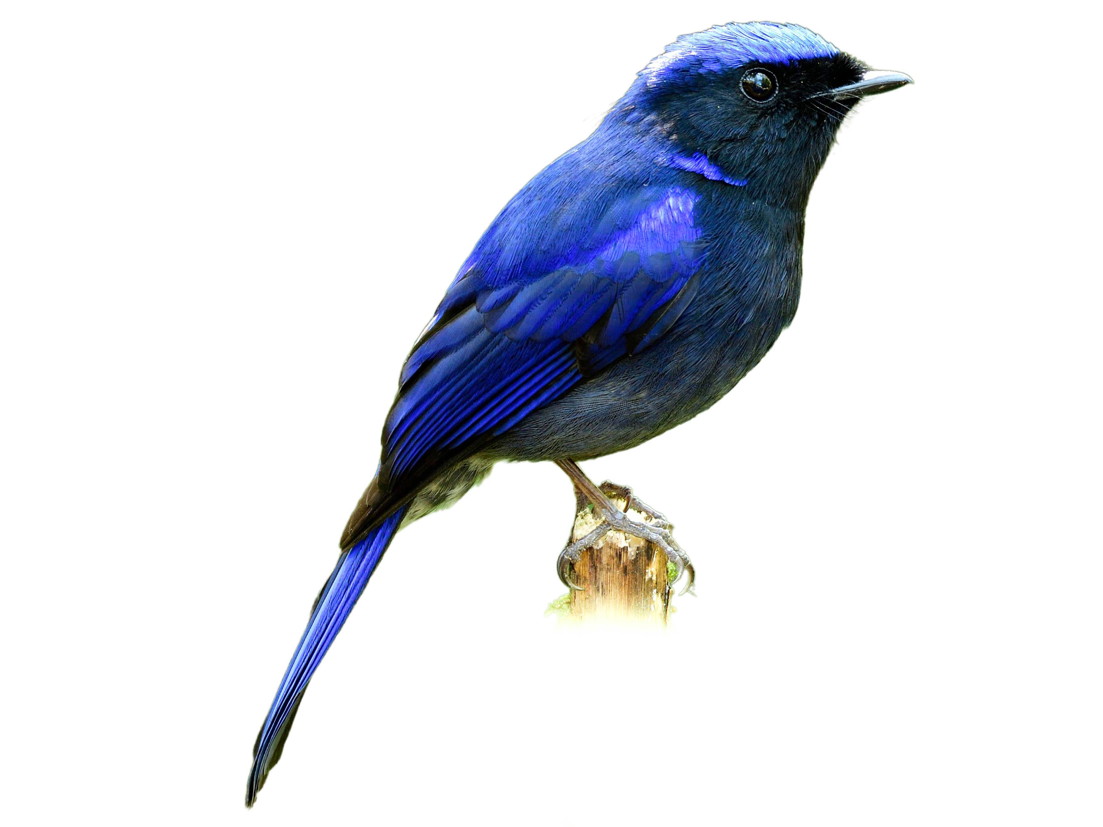 A photo of a Large Niltava (Niltava grandis), male