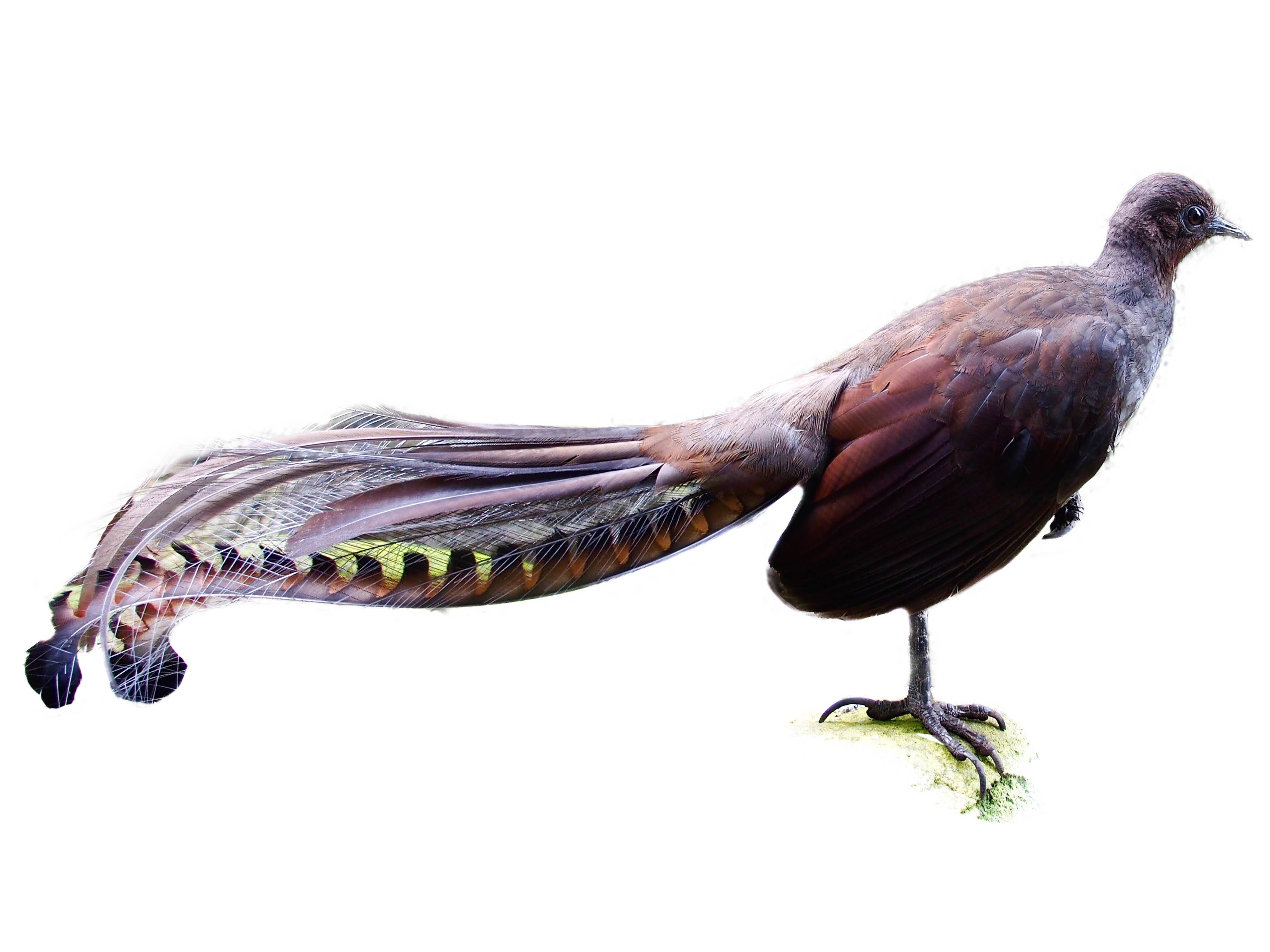 A photo of a Superb Lyrebird (Menura novaehollandiae), male