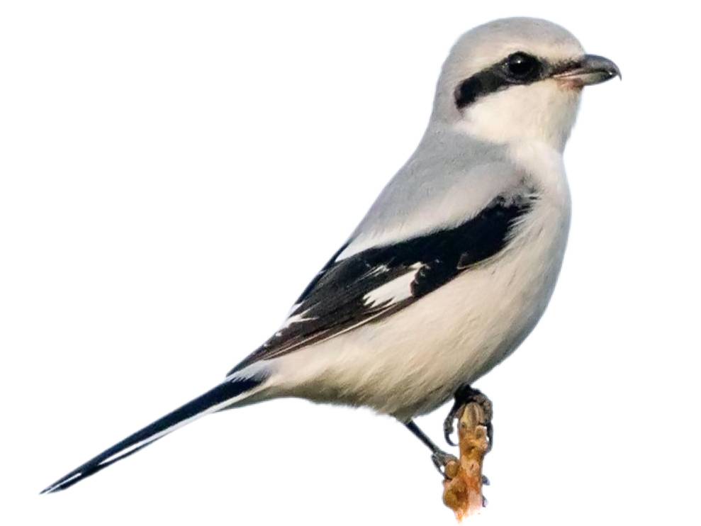 A photo of a Great Grey Shrike (Lanius excubitor)