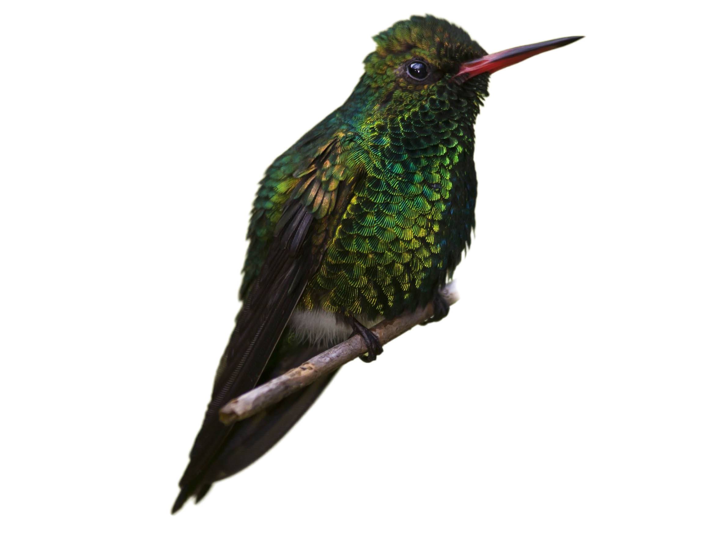 A photo of a Canivet's Emerald (Cynanthus canivetii), male