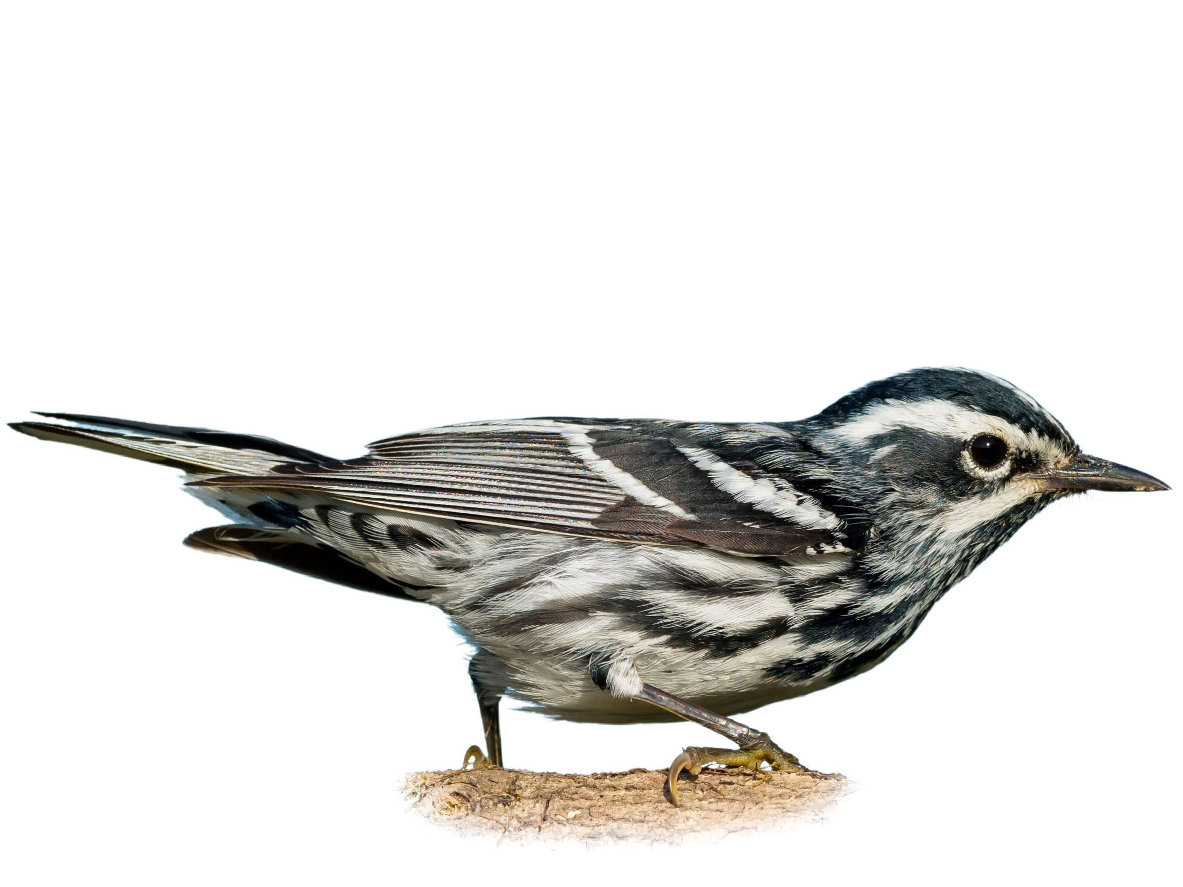 A photo of a Black-and-white Warbler (Mniotilta varia), male