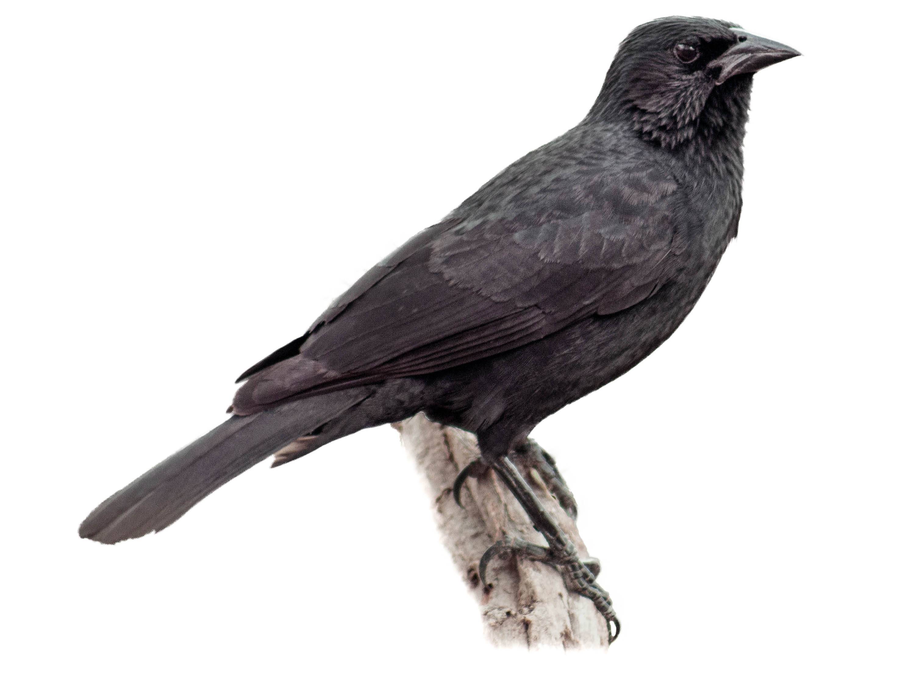 A photo of a Chopi Blackbird (Gnorimopsar chopi)