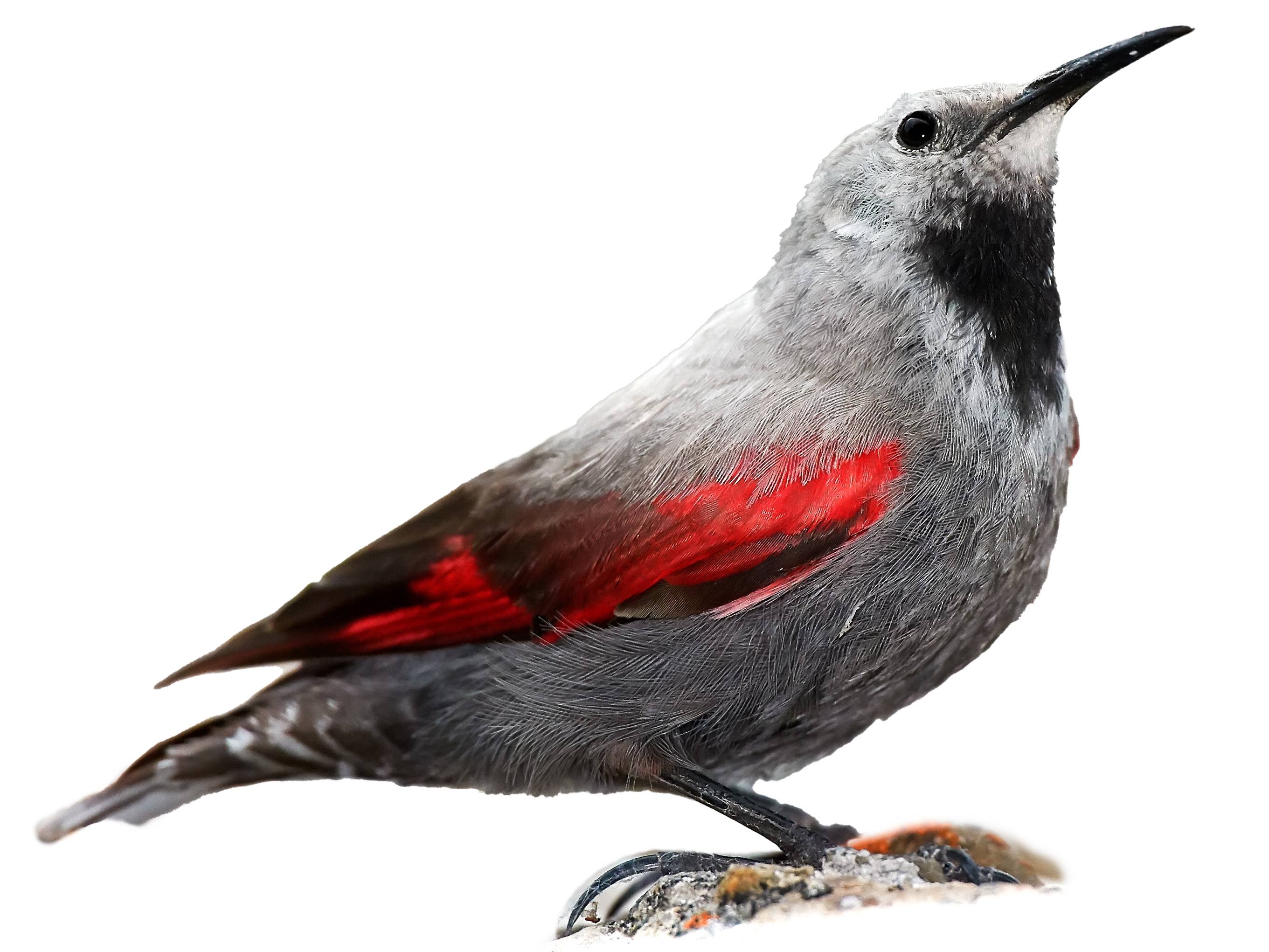 A photo of a Wallcreeper (Tichodroma muraria), male