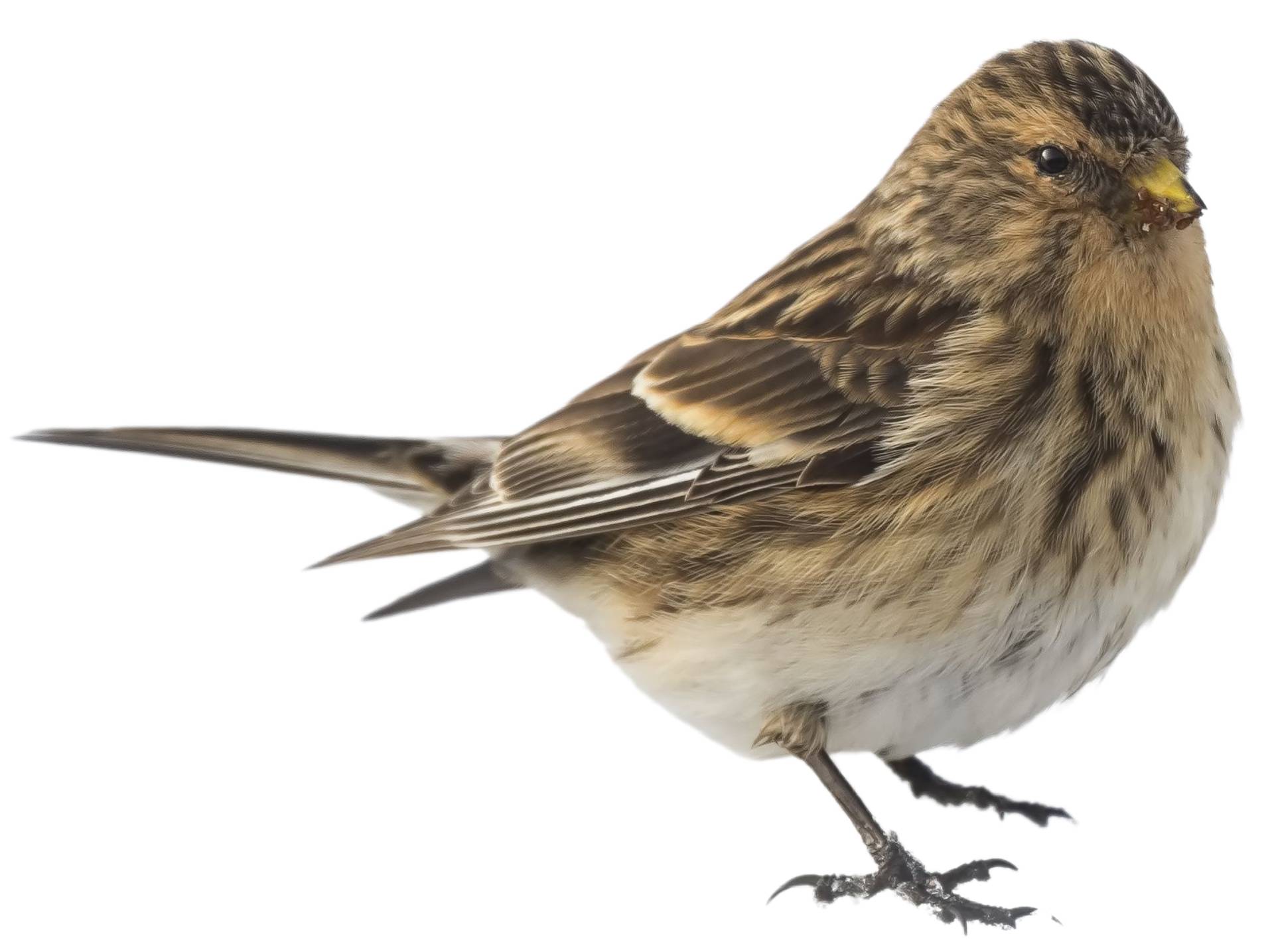 A photo of a Twite (Linaria flavirostris)