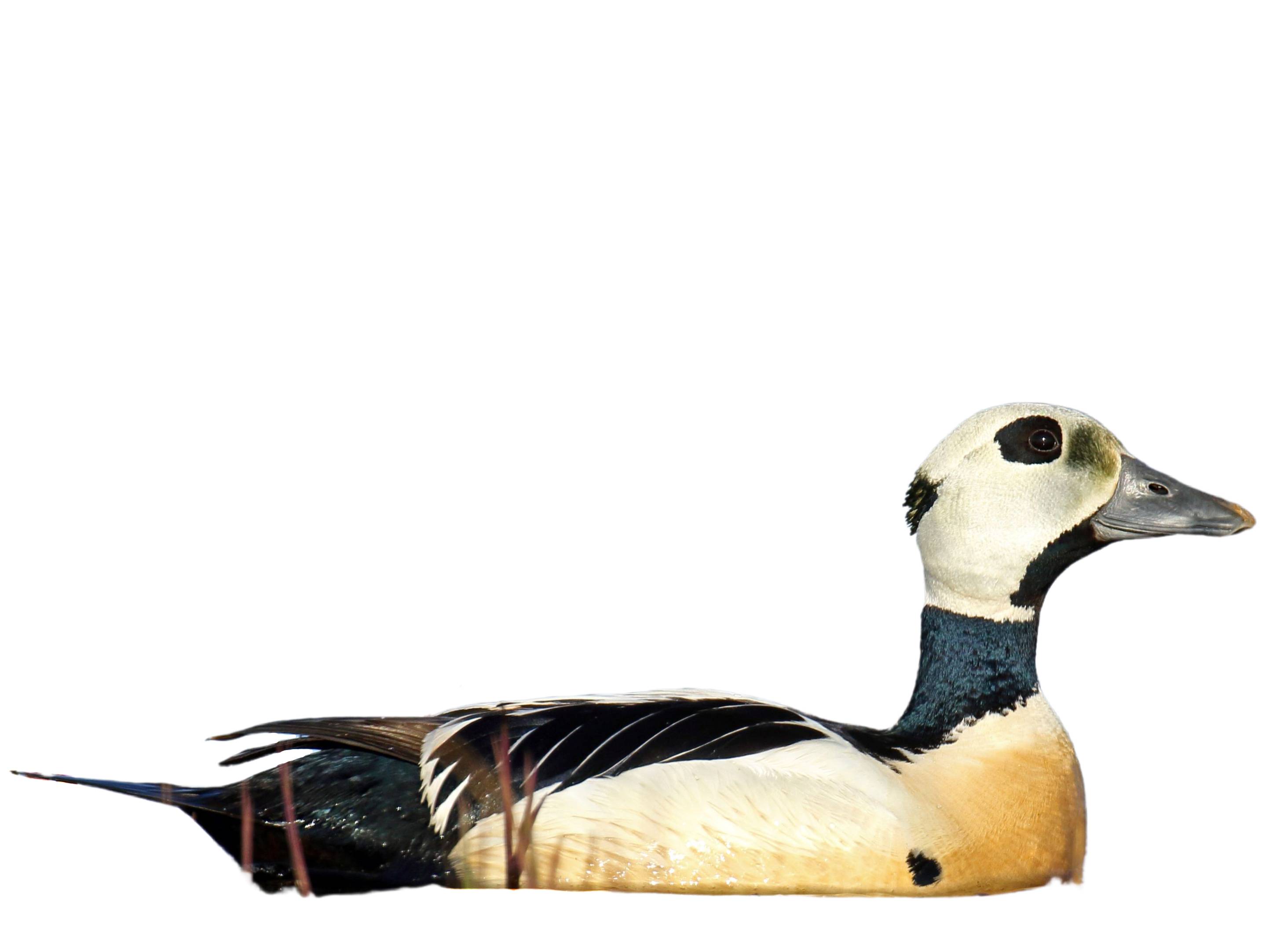 A photo of a Steller's Eider (Polysticta stelleri), male