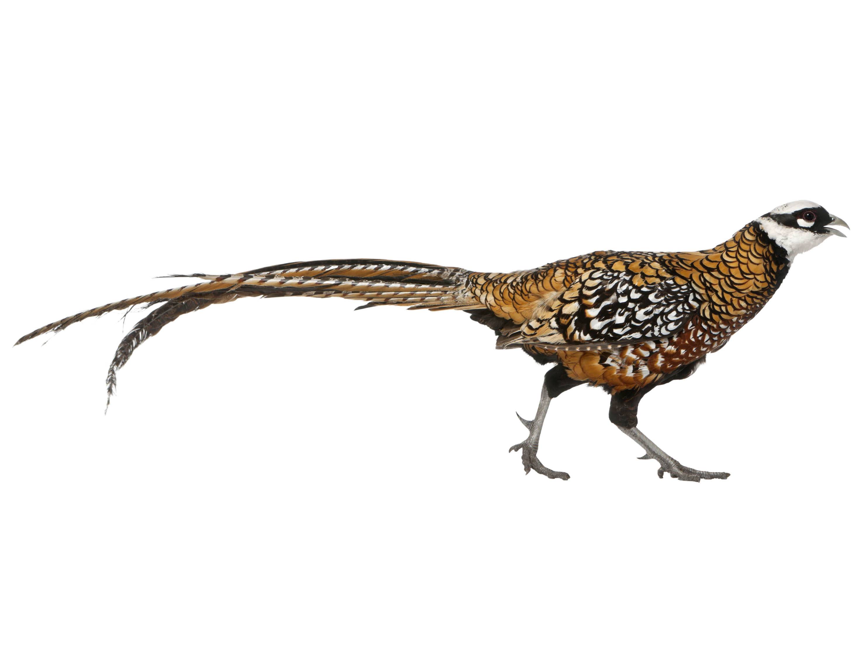 A photo of a Reeves's Pheasant (Syrmaticus reevesii), male