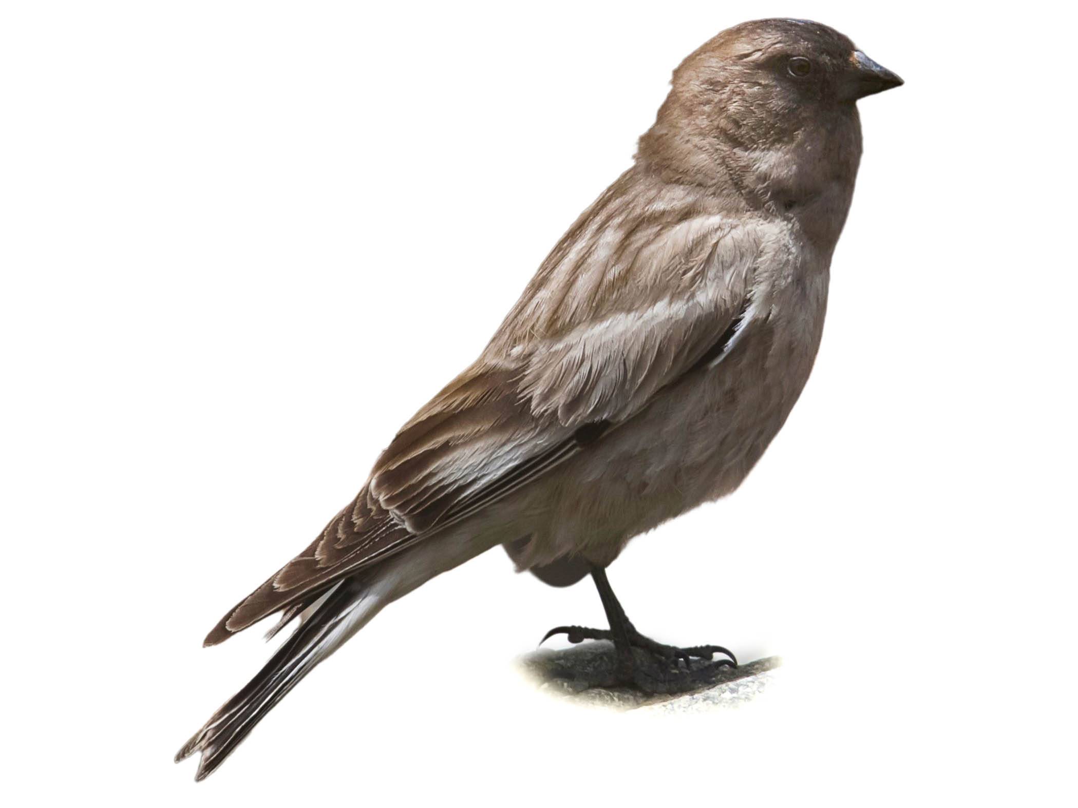 A photo of a Brandt's Mountain Finch (Leucosticte brandti)