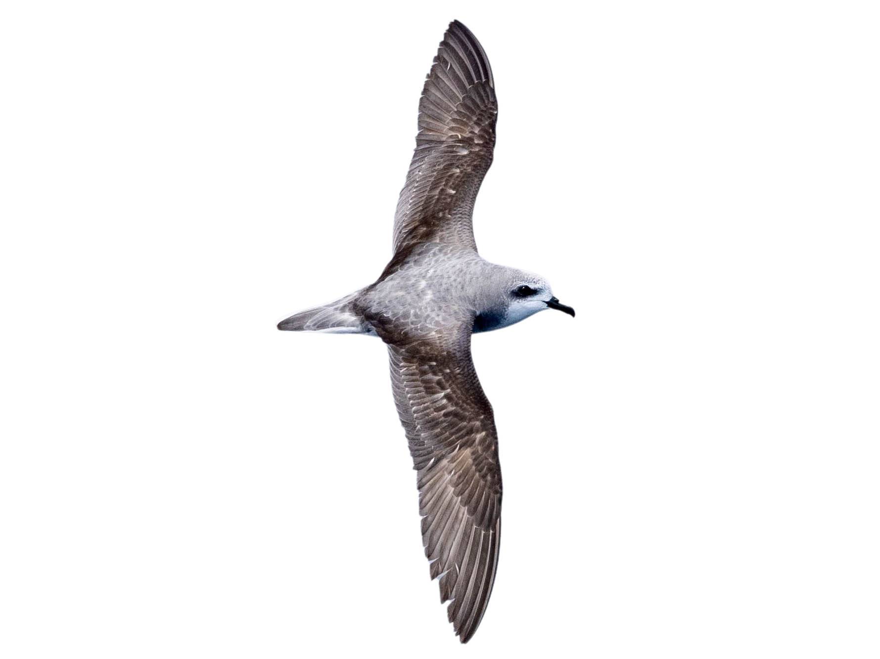A photo of a Cook's Petrel (Pterodroma cookii)