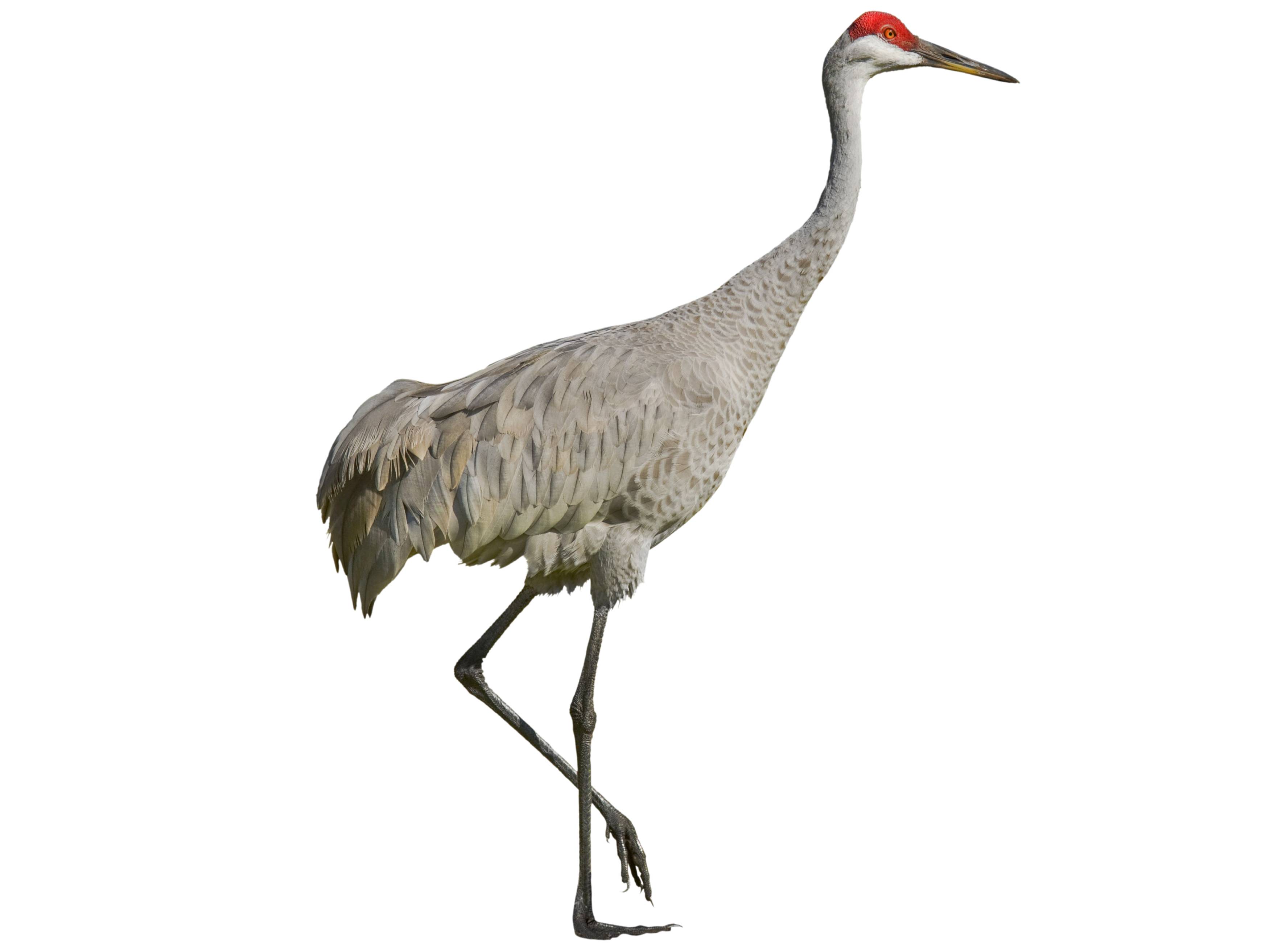 A photo of a Sandhill Crane (Antigone canadensis)