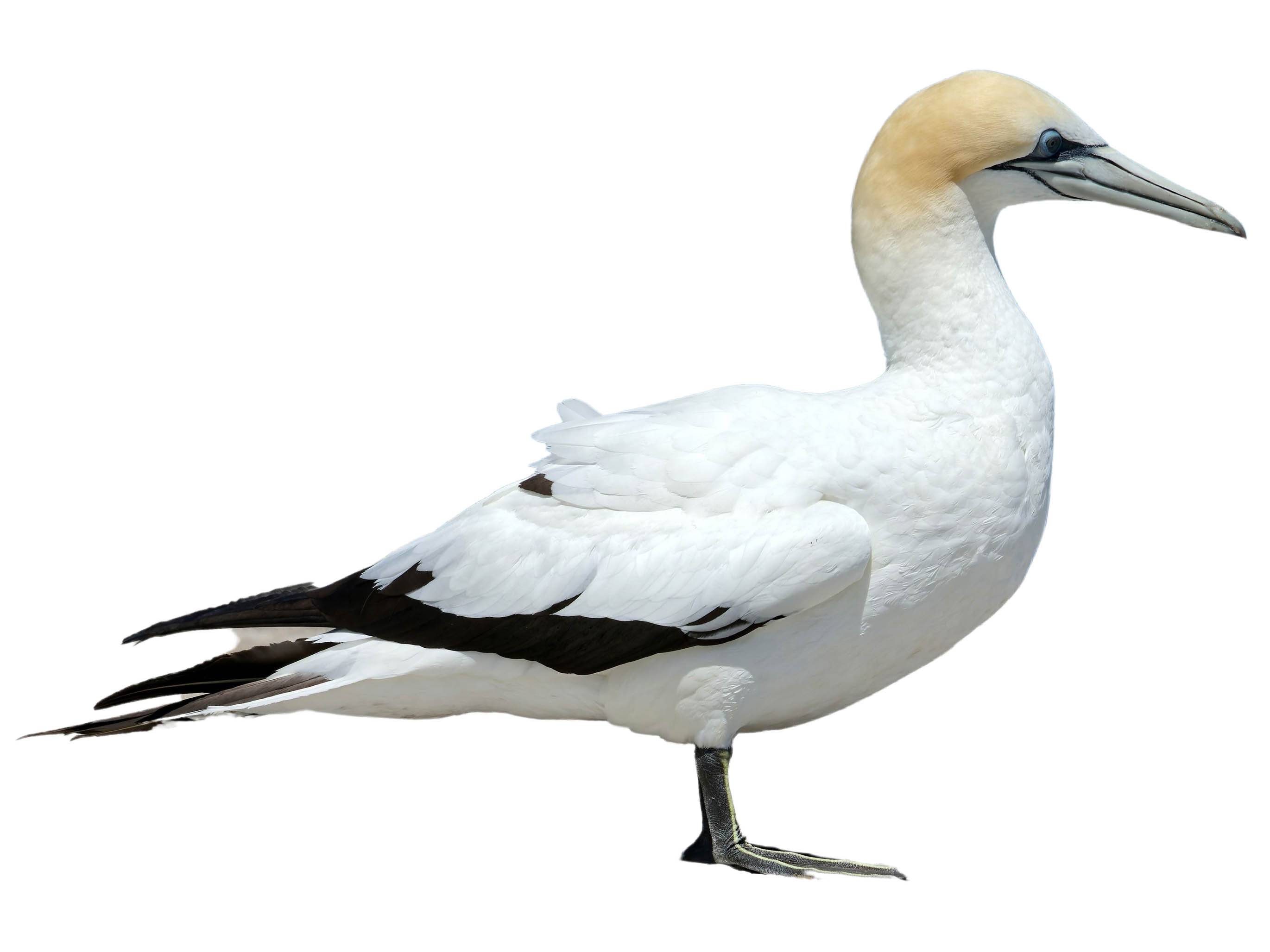 A photo of a Australasian Gannet (Morus serrator)