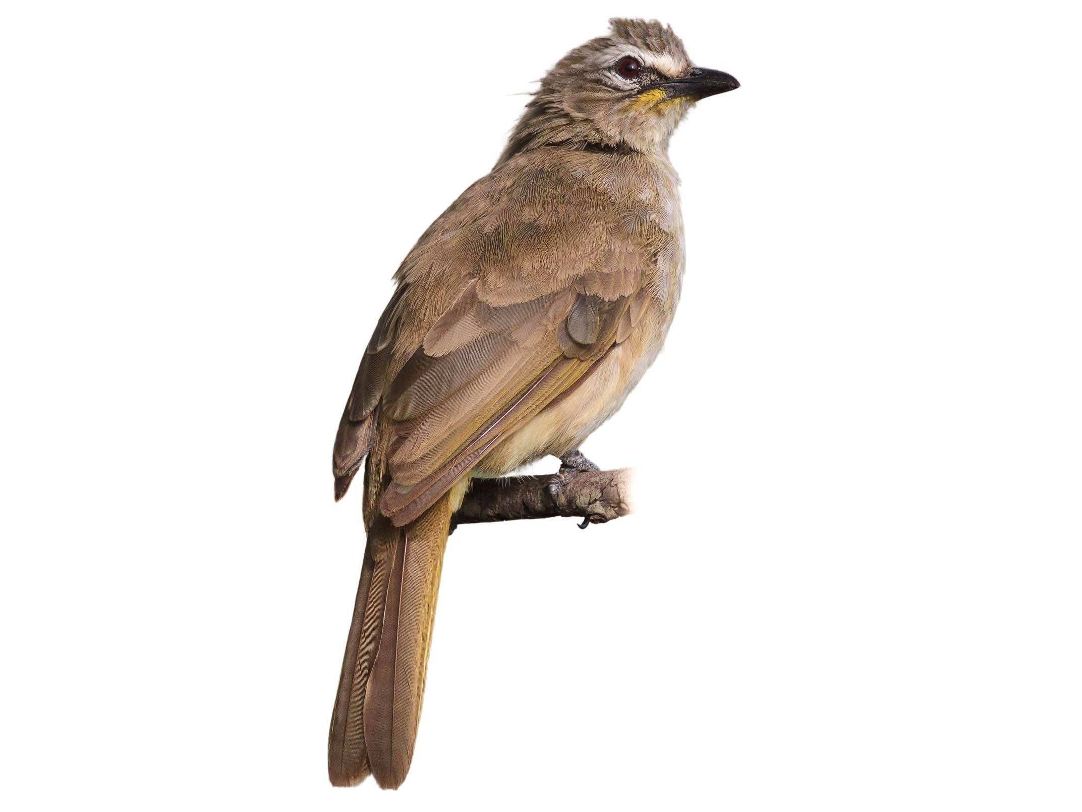 A photo of a White-browed Bulbul (Pycnonotus luteolus)