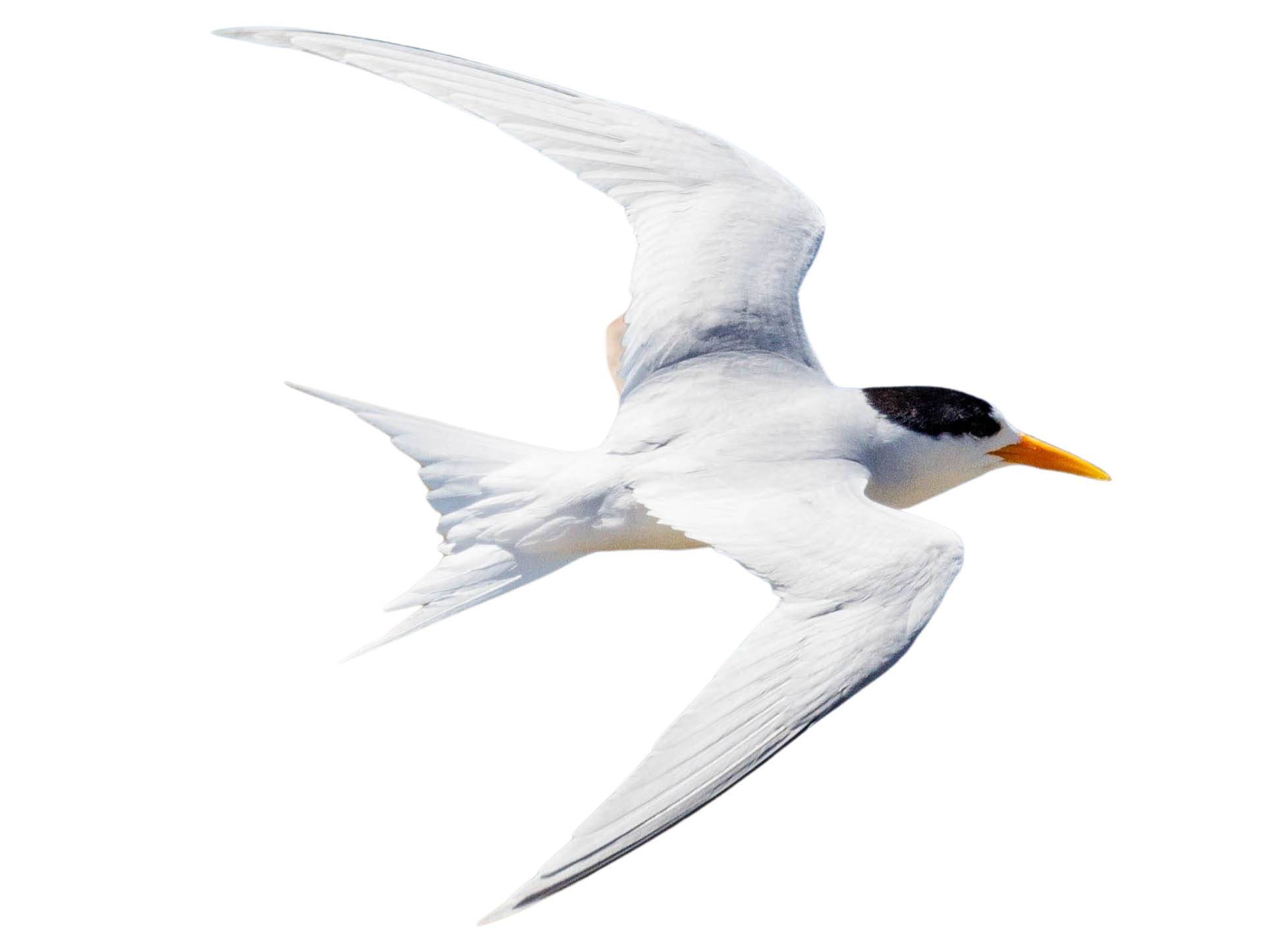 A photo of a Fairy Tern (Sternula nereis)