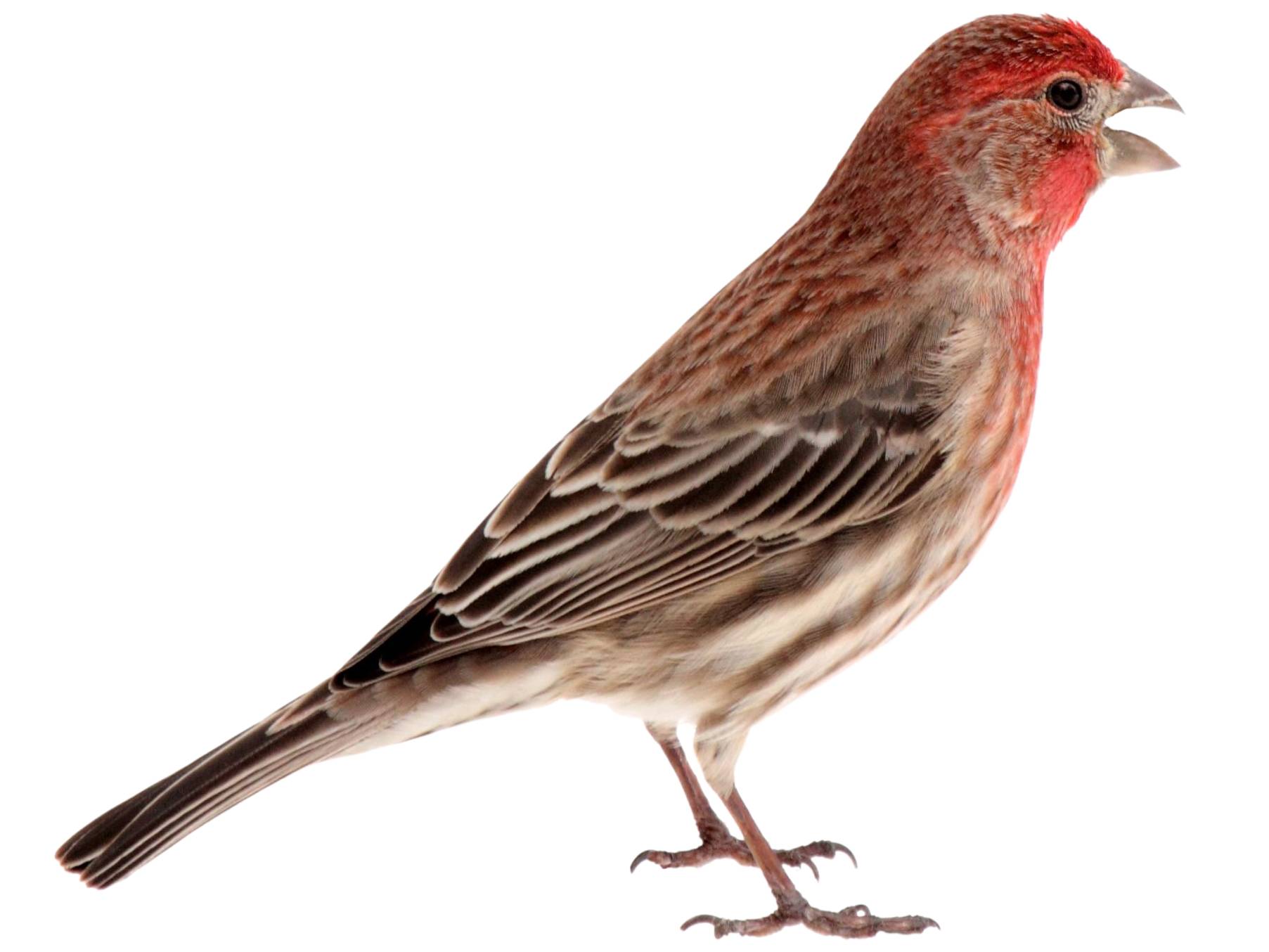 A photo of a House Finch (Haemorhous mexicanus), male