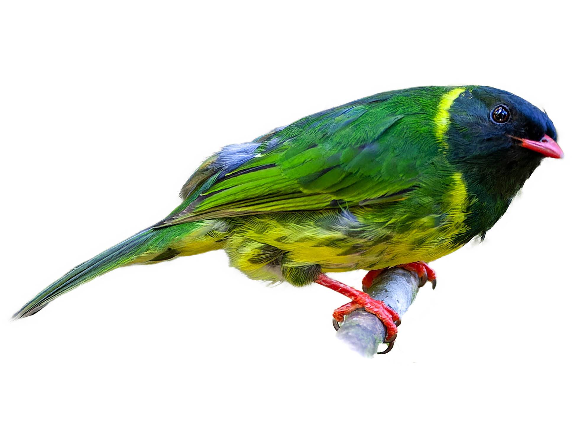 A photo of a Green-and-black Fruiteater (Pipreola riefferii), male