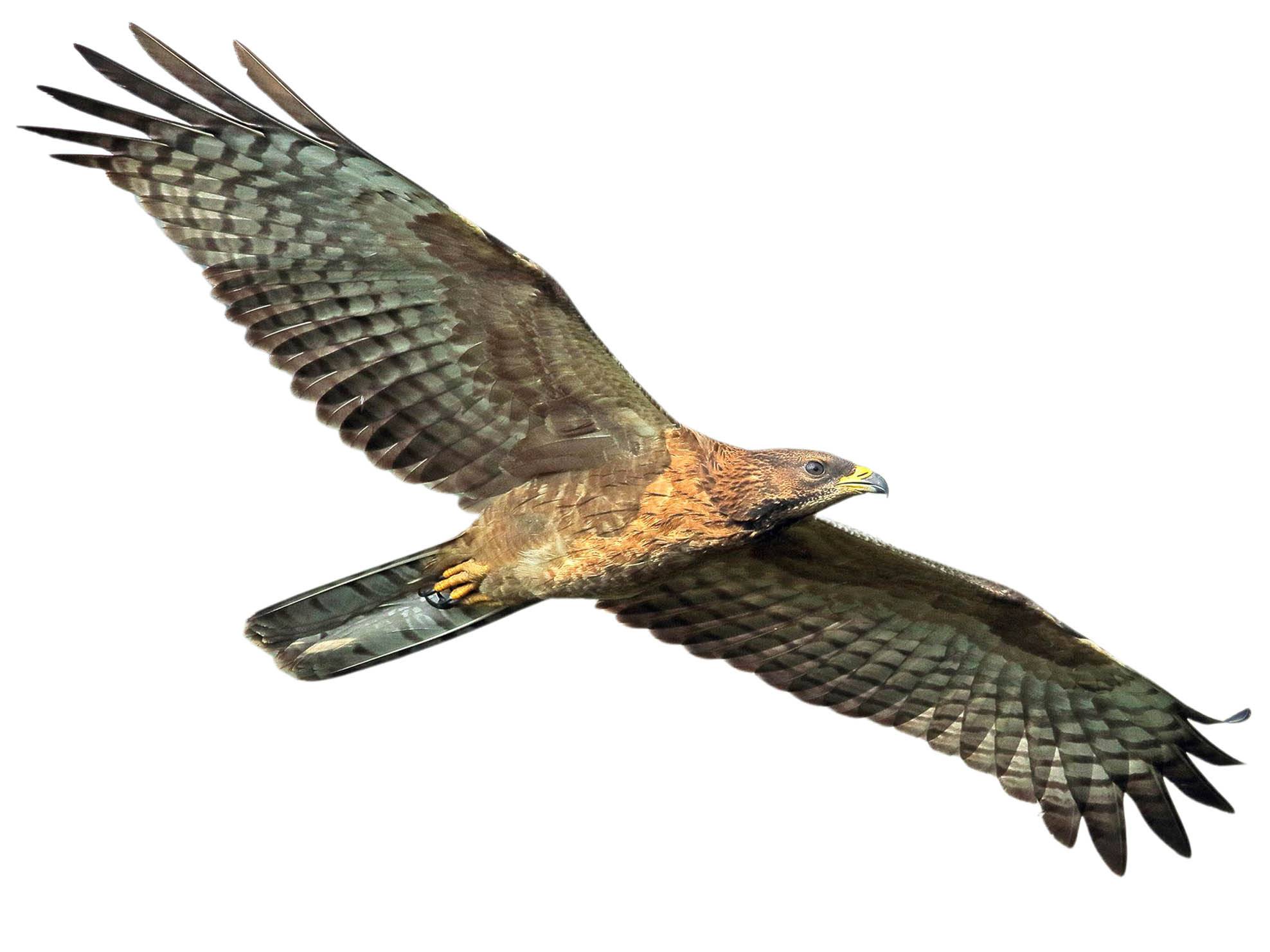 A photo of a Crested Honey Buzzard (Pernis ptilorhynchus)