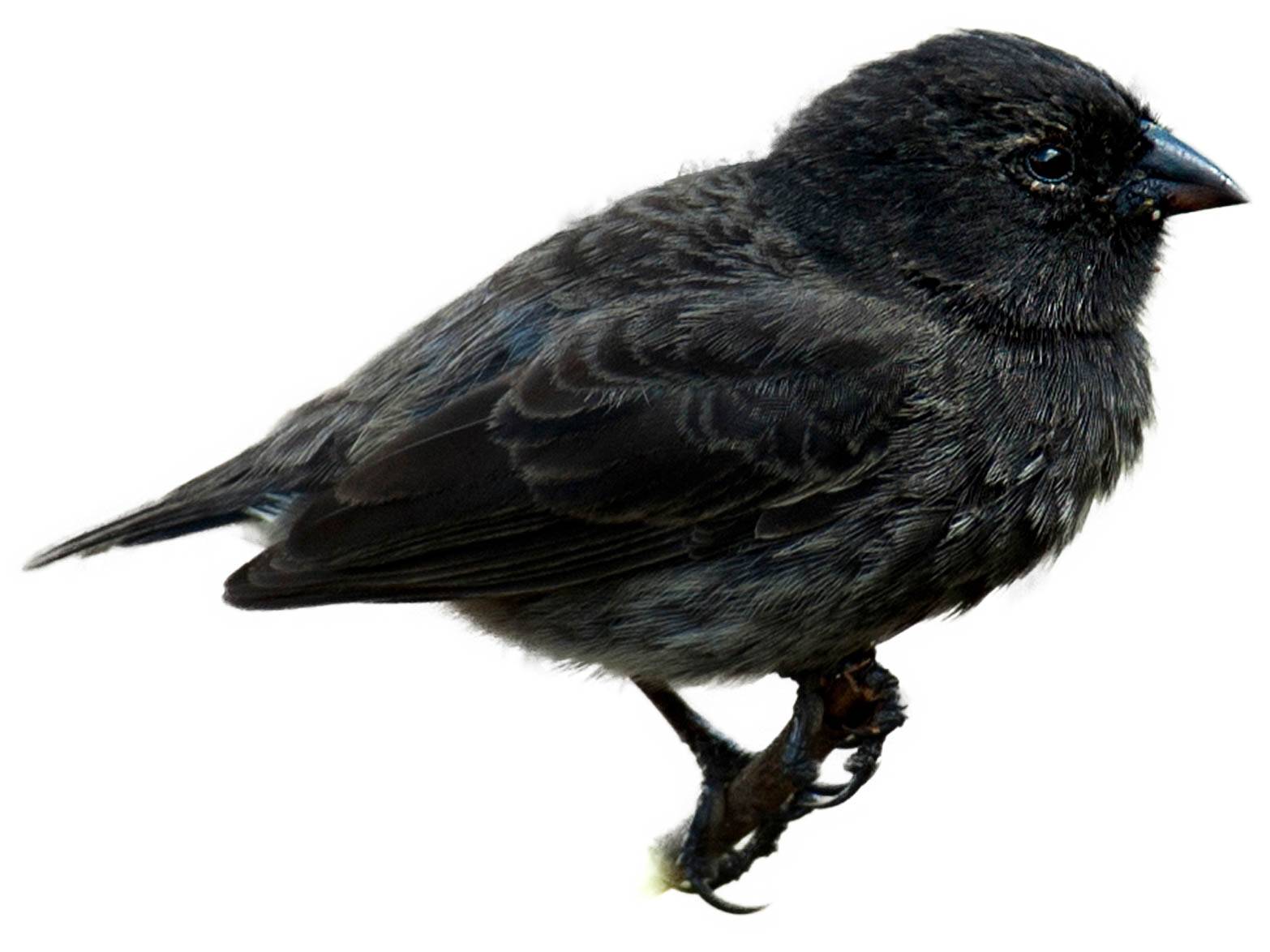 A photo of a Small Ground Finch (Geospiza fuliginosa), male