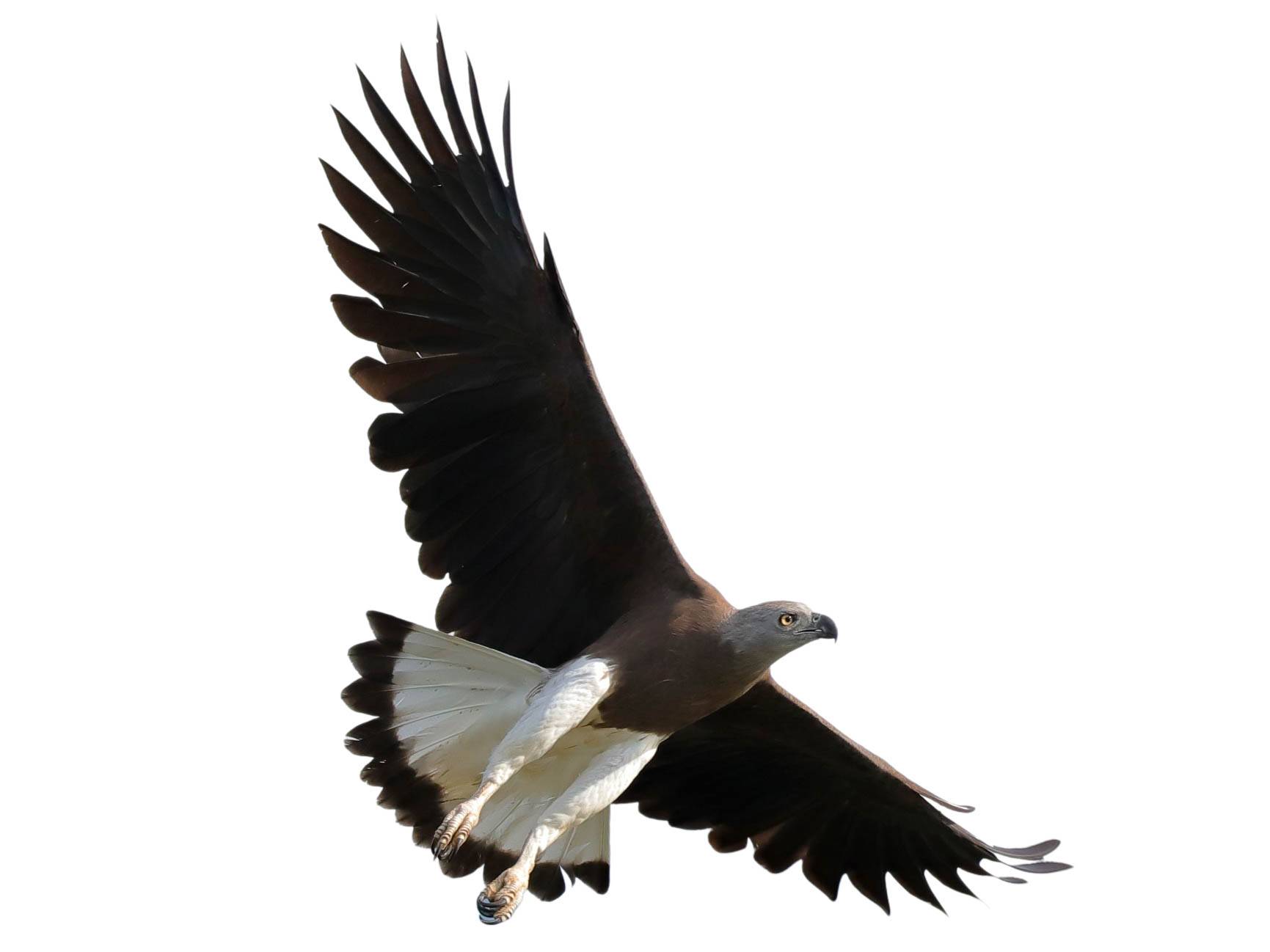 A photo of a Grey-headed Fish Eagle (Haliaeetus ichthyaetus)