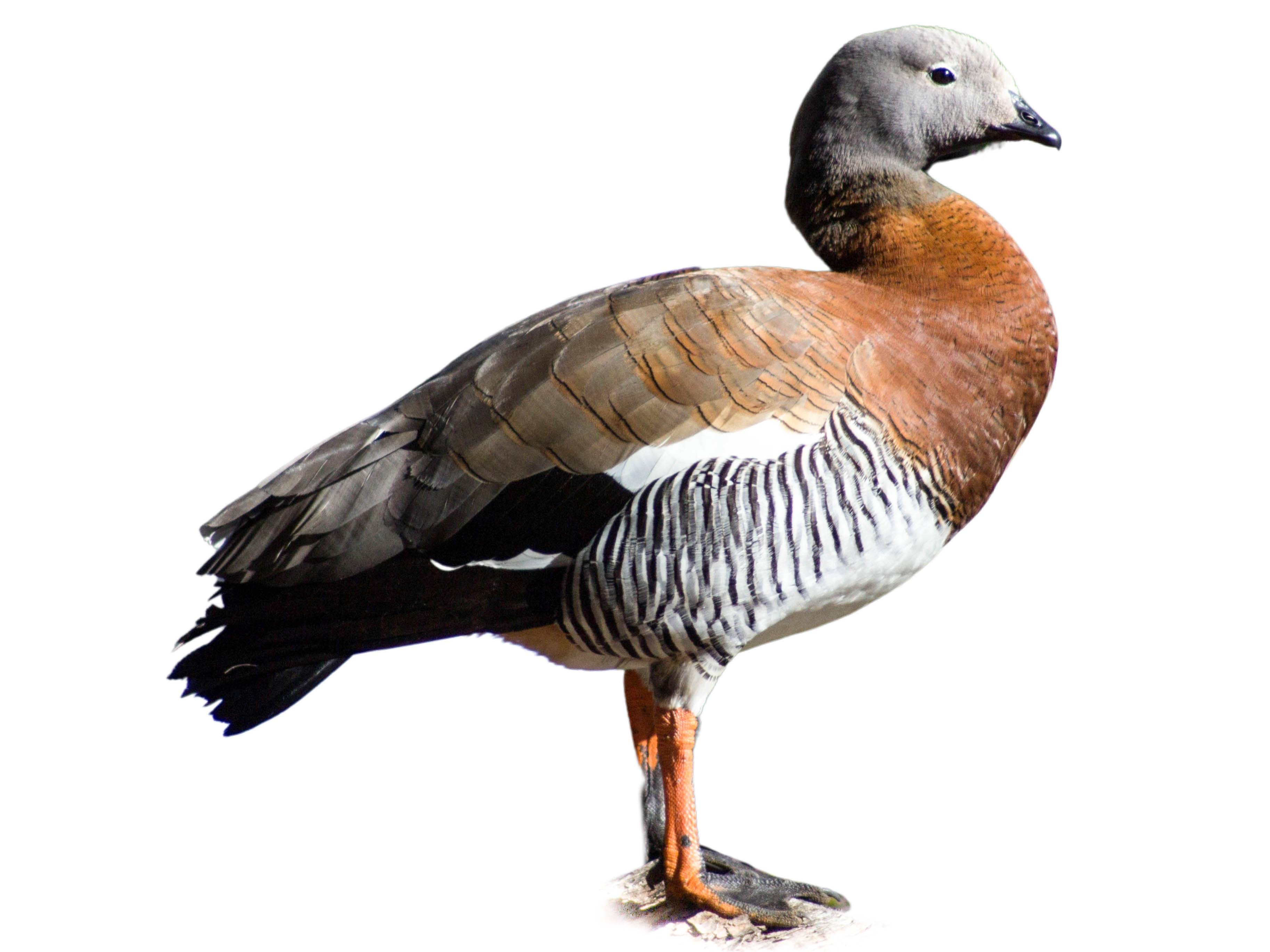 A photo of a Ashy-headed Goose (Chloephaga poliocephala)