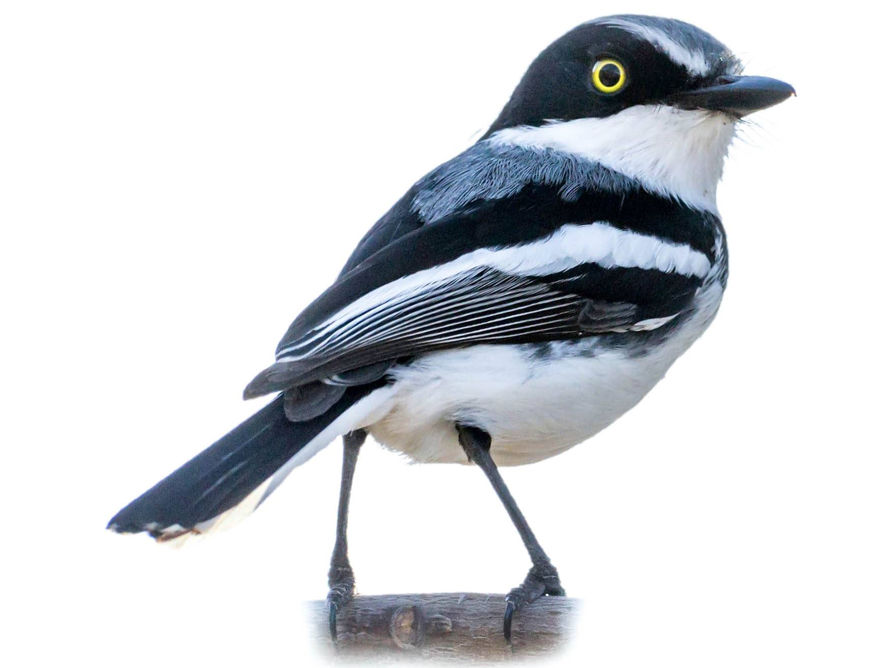 A photo of a Chinspot Batis (Batis molitor), male