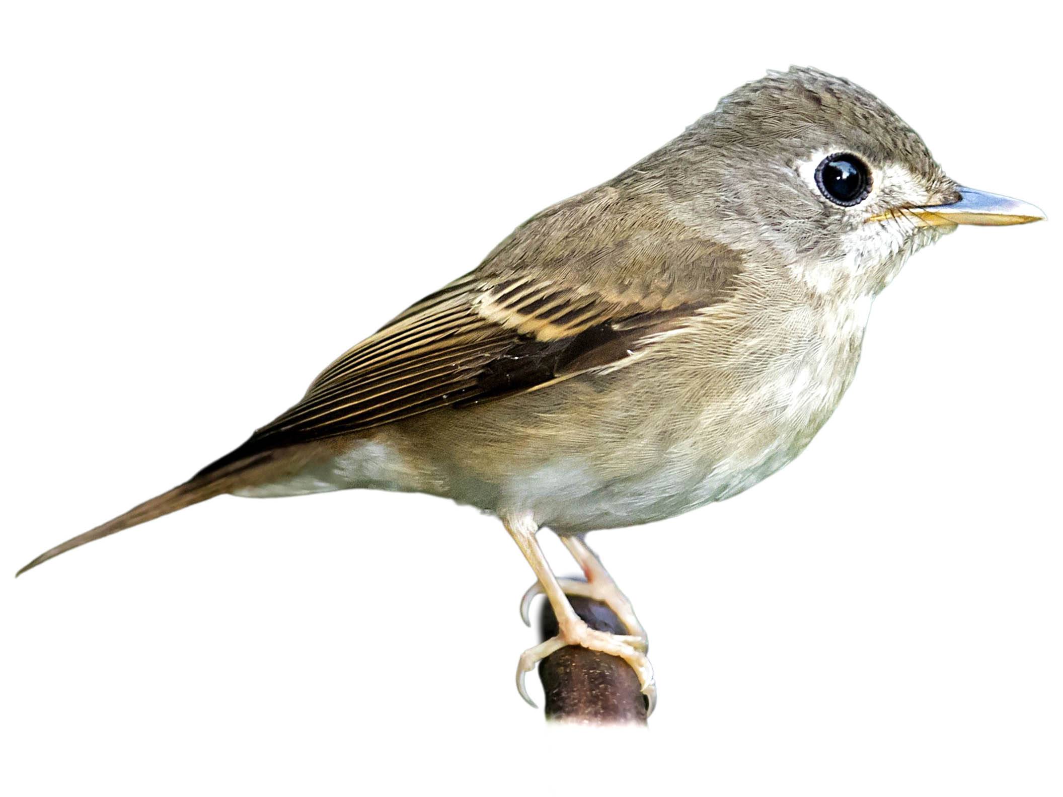 A photo of a Brown-breasted Flycatcher (Muscicapa muttui)