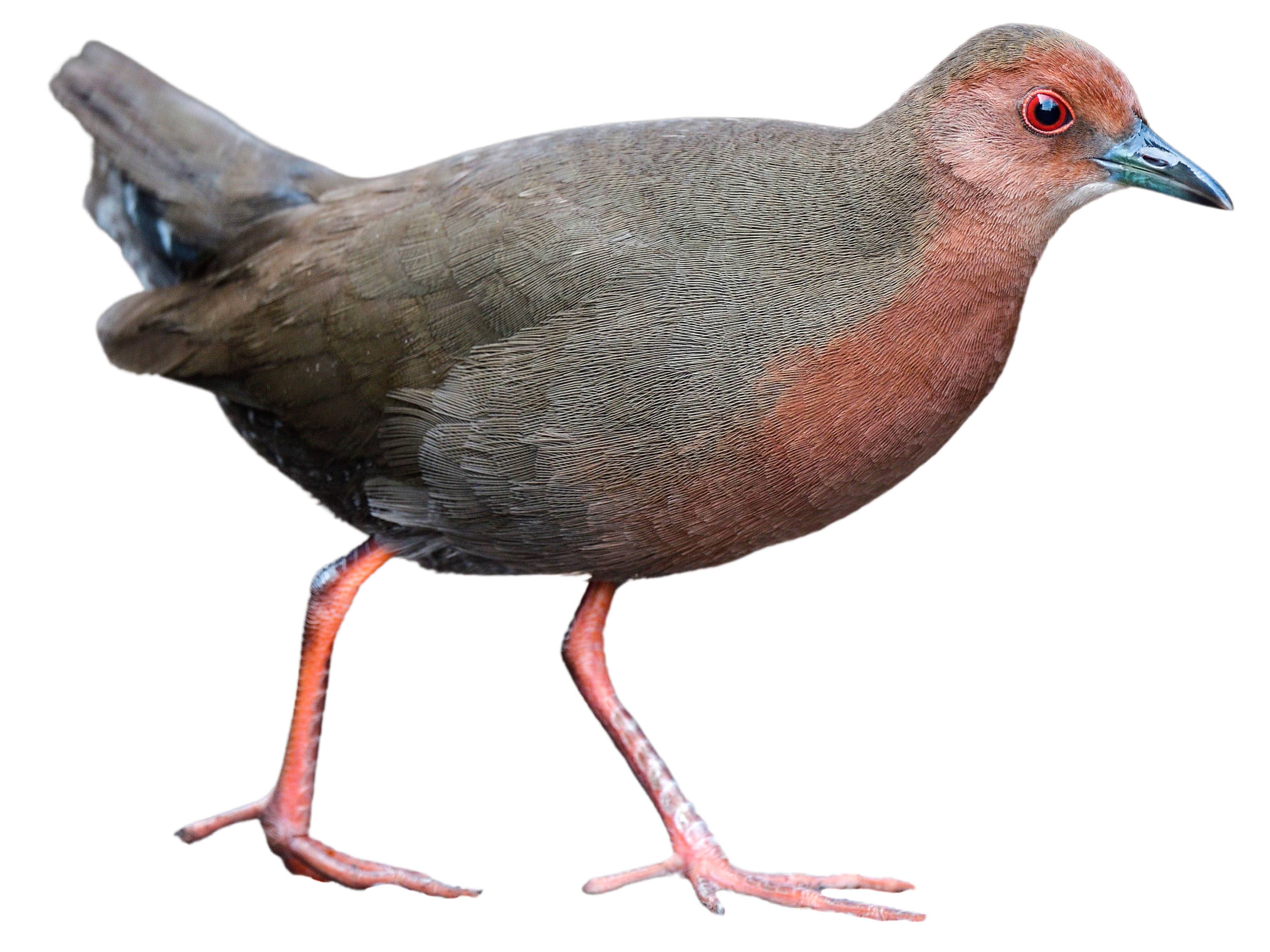 A photo of a Ruddy-breasted Crake (Zapornia fusca)