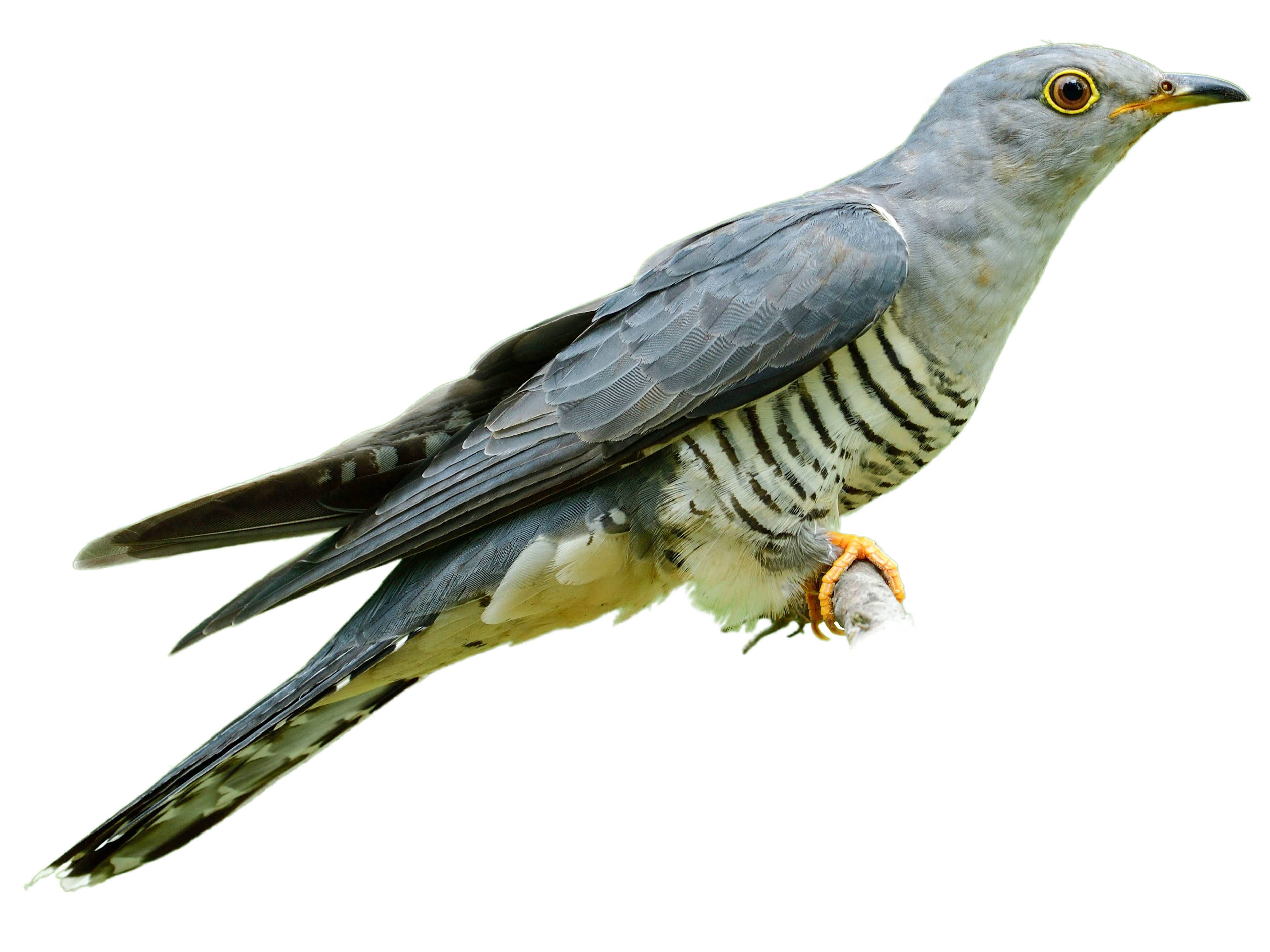 A photo of a Himalayan Cuckoo (Cuculus saturatus), male