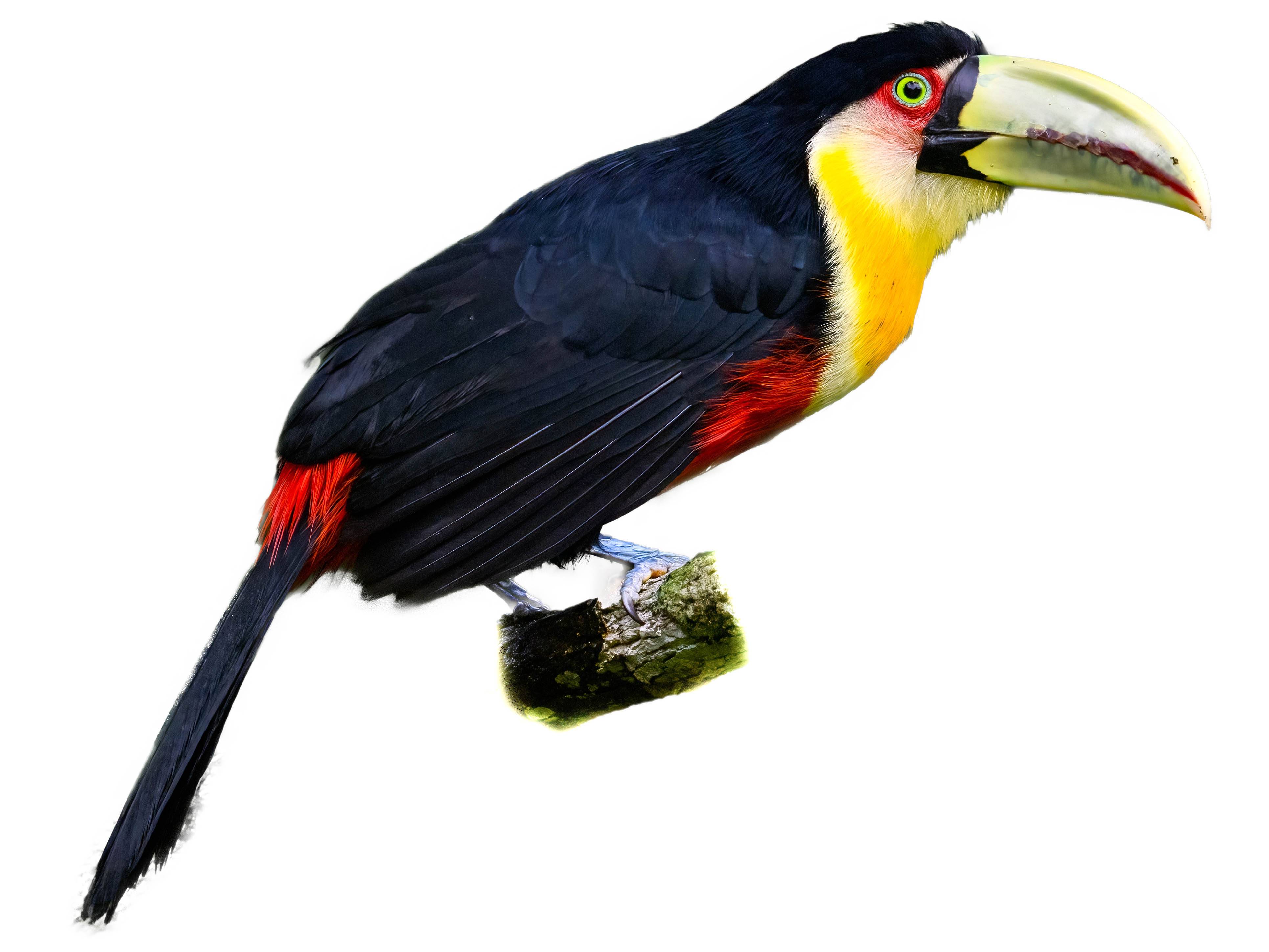 A photo of a Green-billed Toucan (Ramphastos dicolorus)