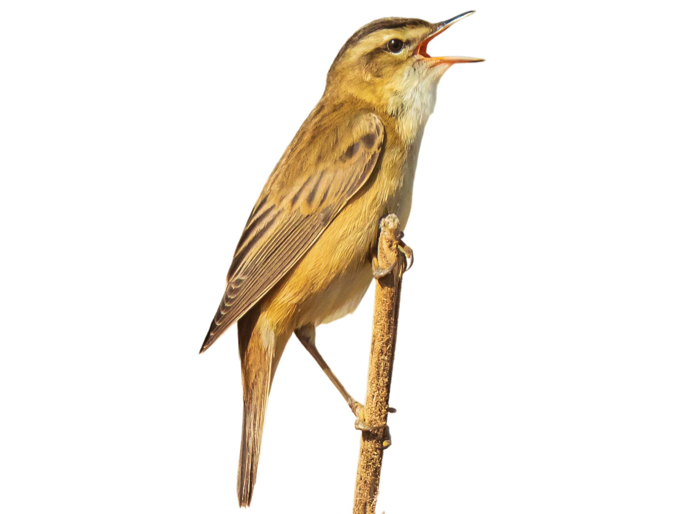 A photo of a Sedge Warbler (Acrocephalus schoenobaenus)