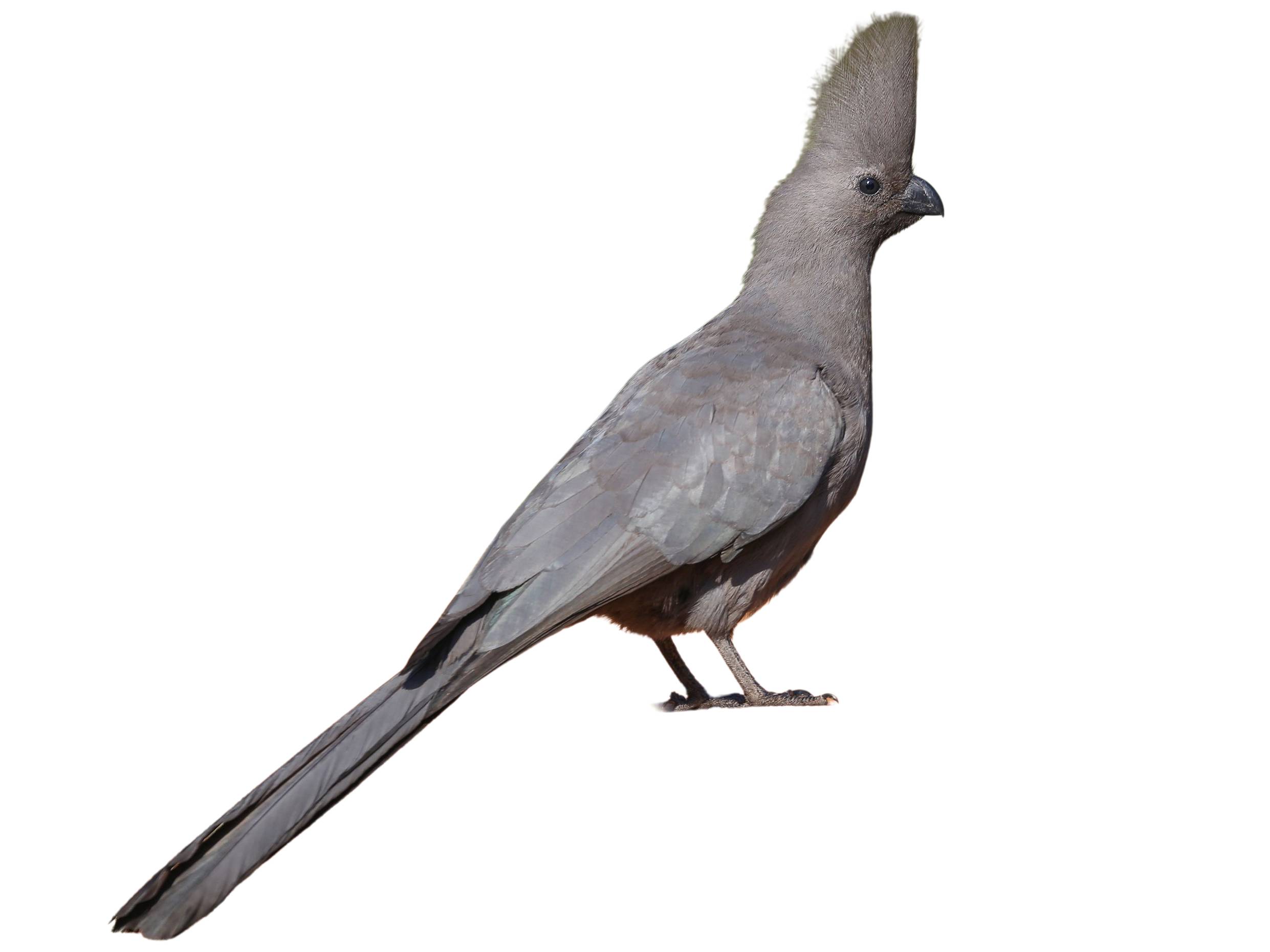 A photo of a Grey Go-away-bird (Crinifer concolor)